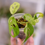 Monstera adansonii Mottled / モンステラ アダンソニー ミント㉝ / 観葉植物