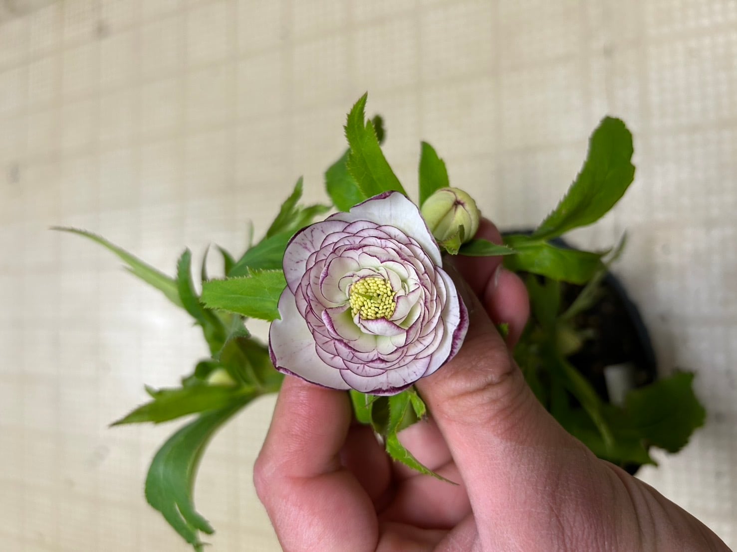 加藤農園 ホワイトゴールド爪紅グラデーション クリスマスローズ 同梱