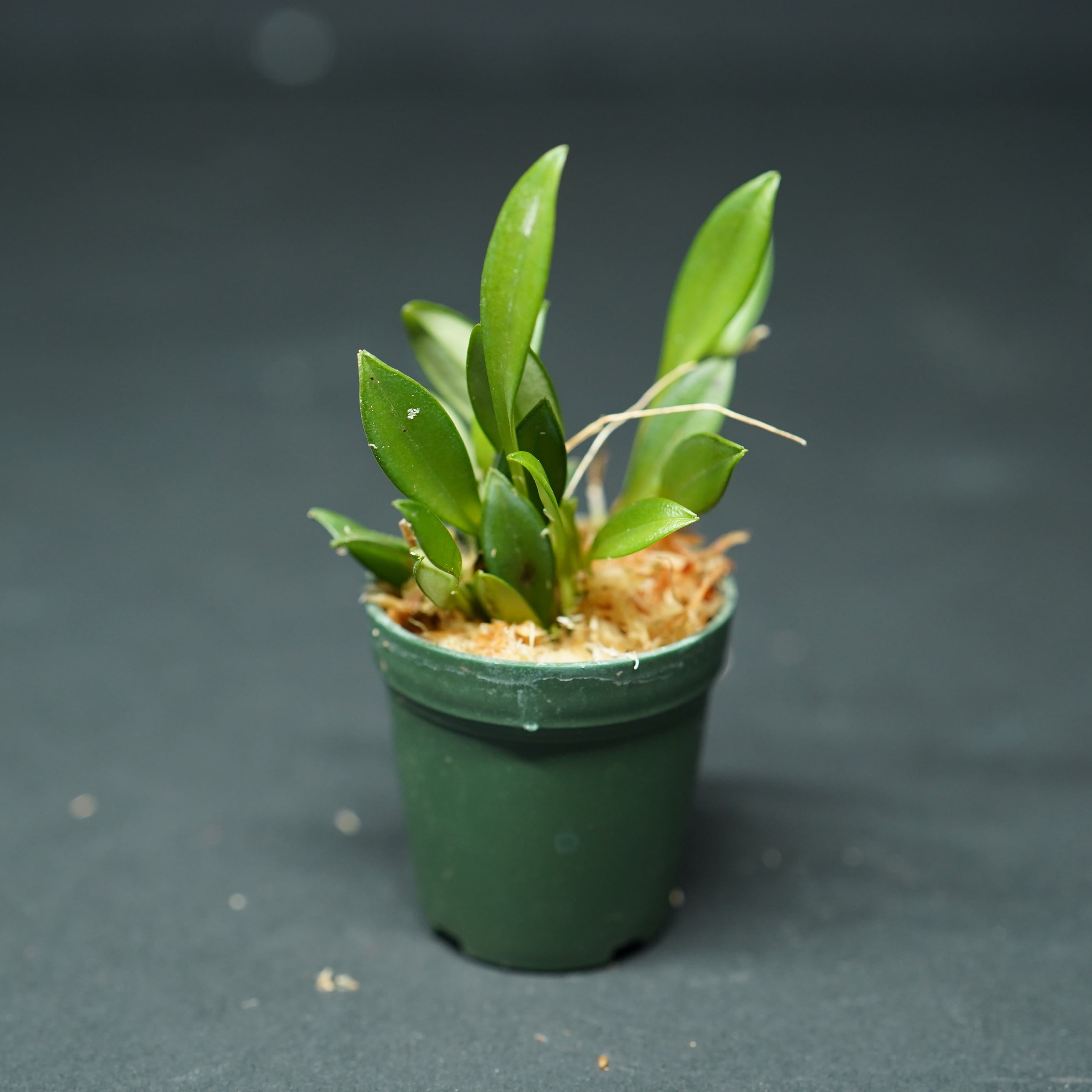 スカフォセパルム ラパックス Scaphosepalum rapax【着生系ラン科植物・着生向け】苔テラリウム作製用素材