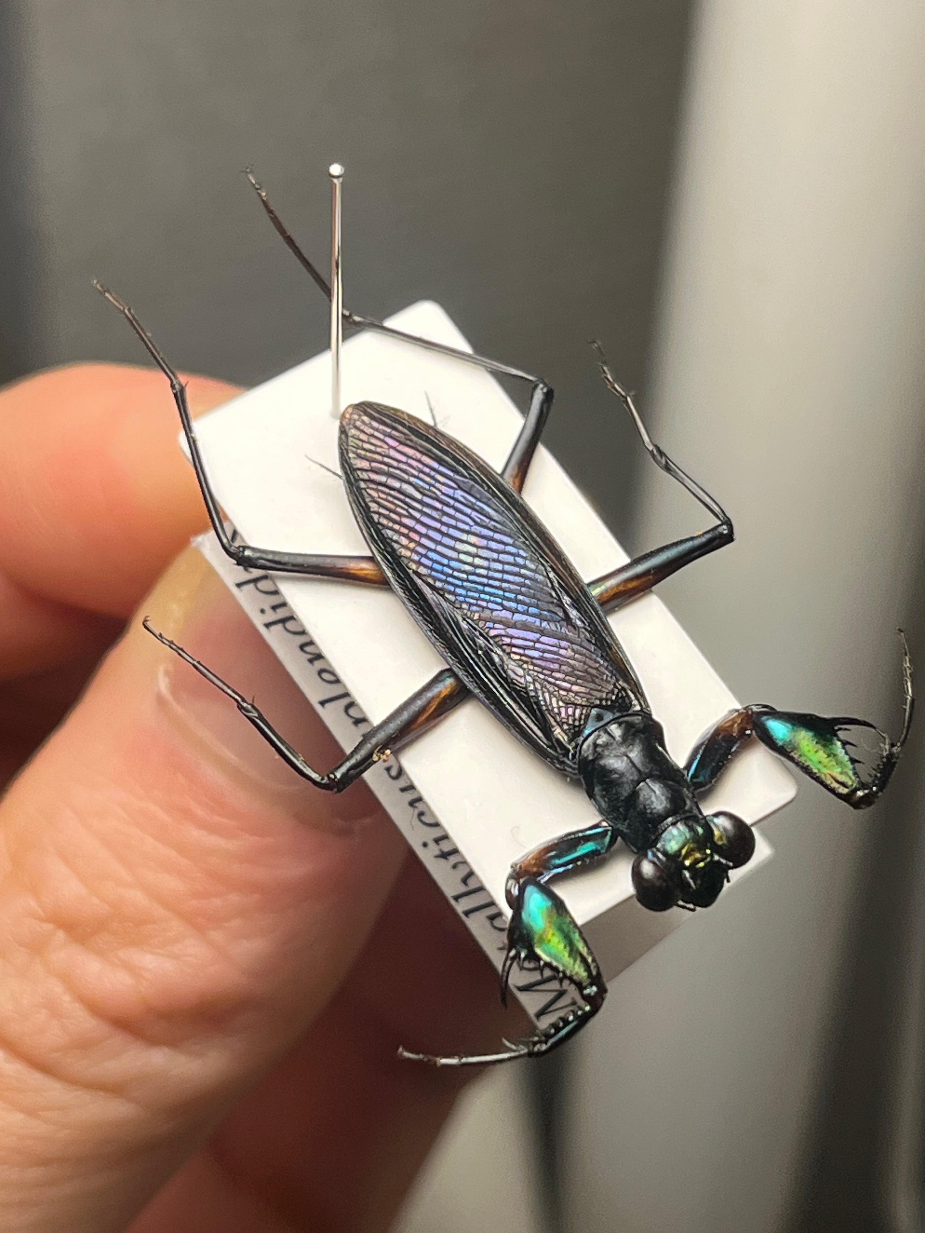 【標本】ケンランカマキリ スパイダーマンティスレッドローチショウジョウバエ 標本】ケンランカマキリ スパイダーマンティスレッドローチ
