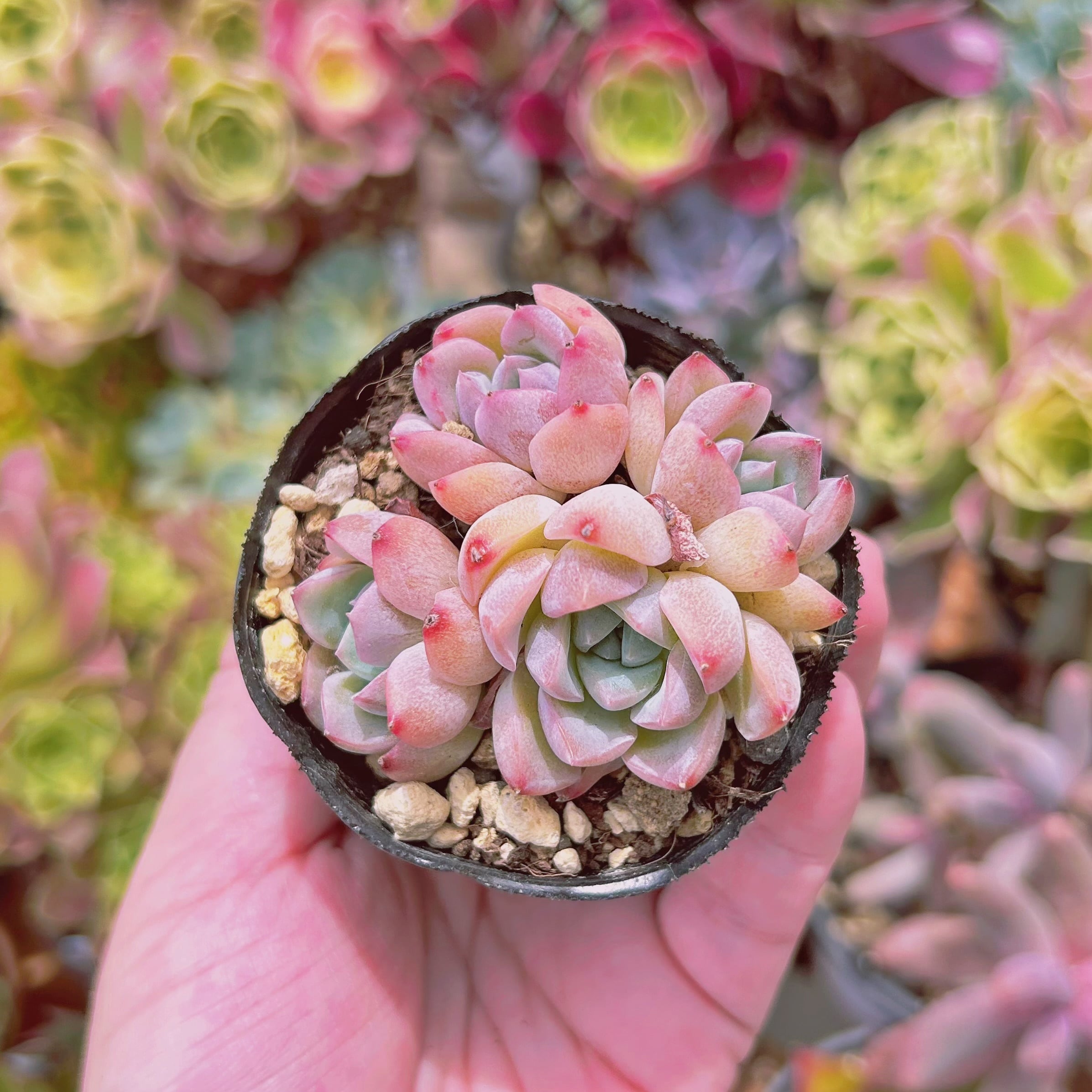 現物　多肉植物　ストロベリーソーダ