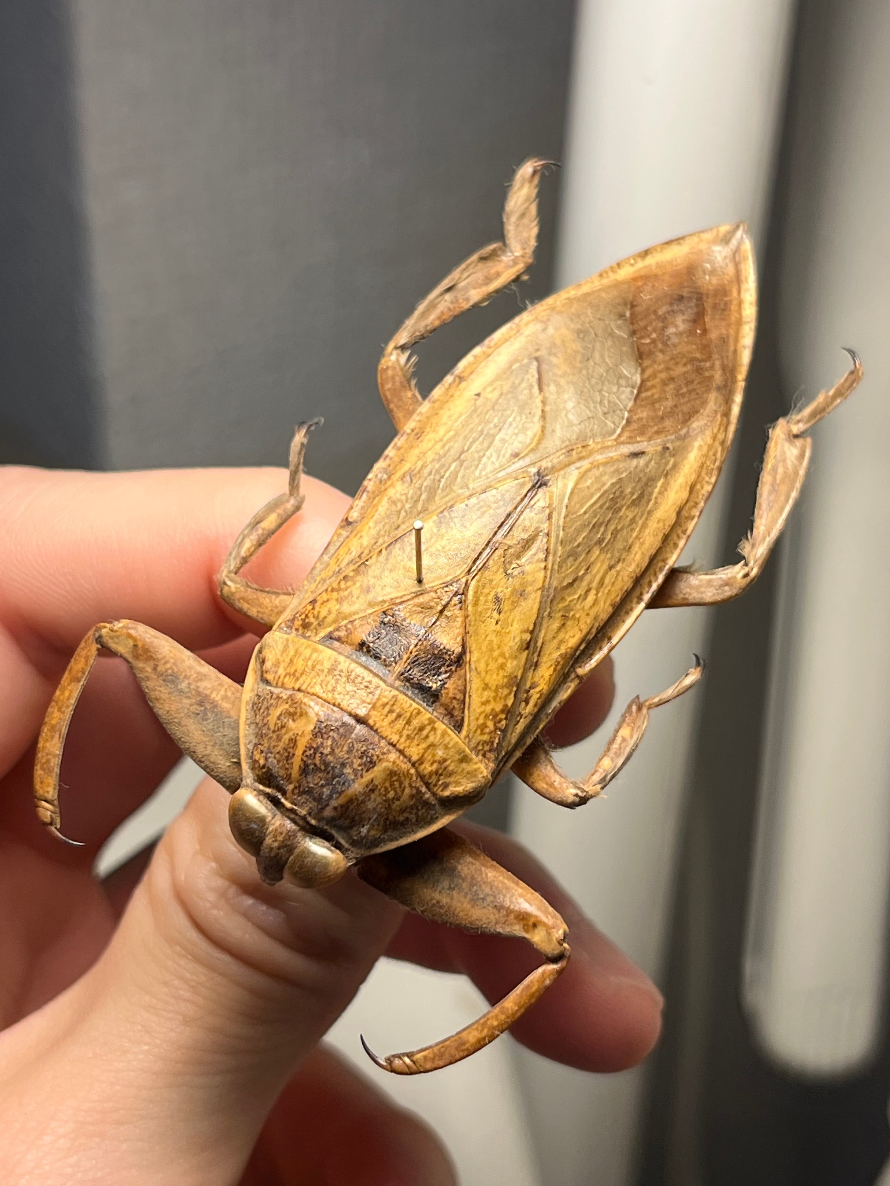 田鼈•子負虫•鼓虫•紅娘華 | オモニキチュウ