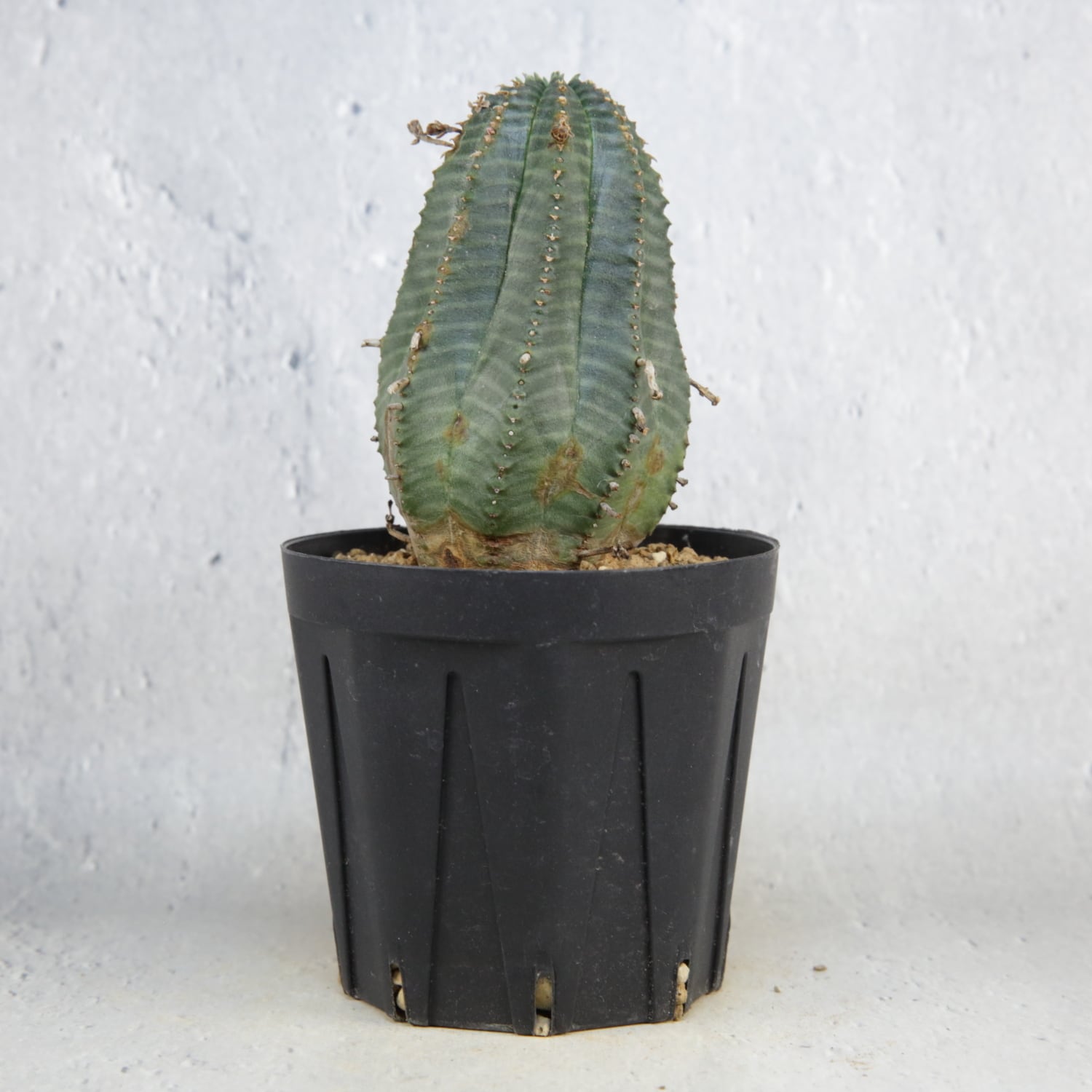 ⭐オベサ 木質化 美模様 ダブルヘッド オベサ / ユーフォルビア | LIGHTHOUSE