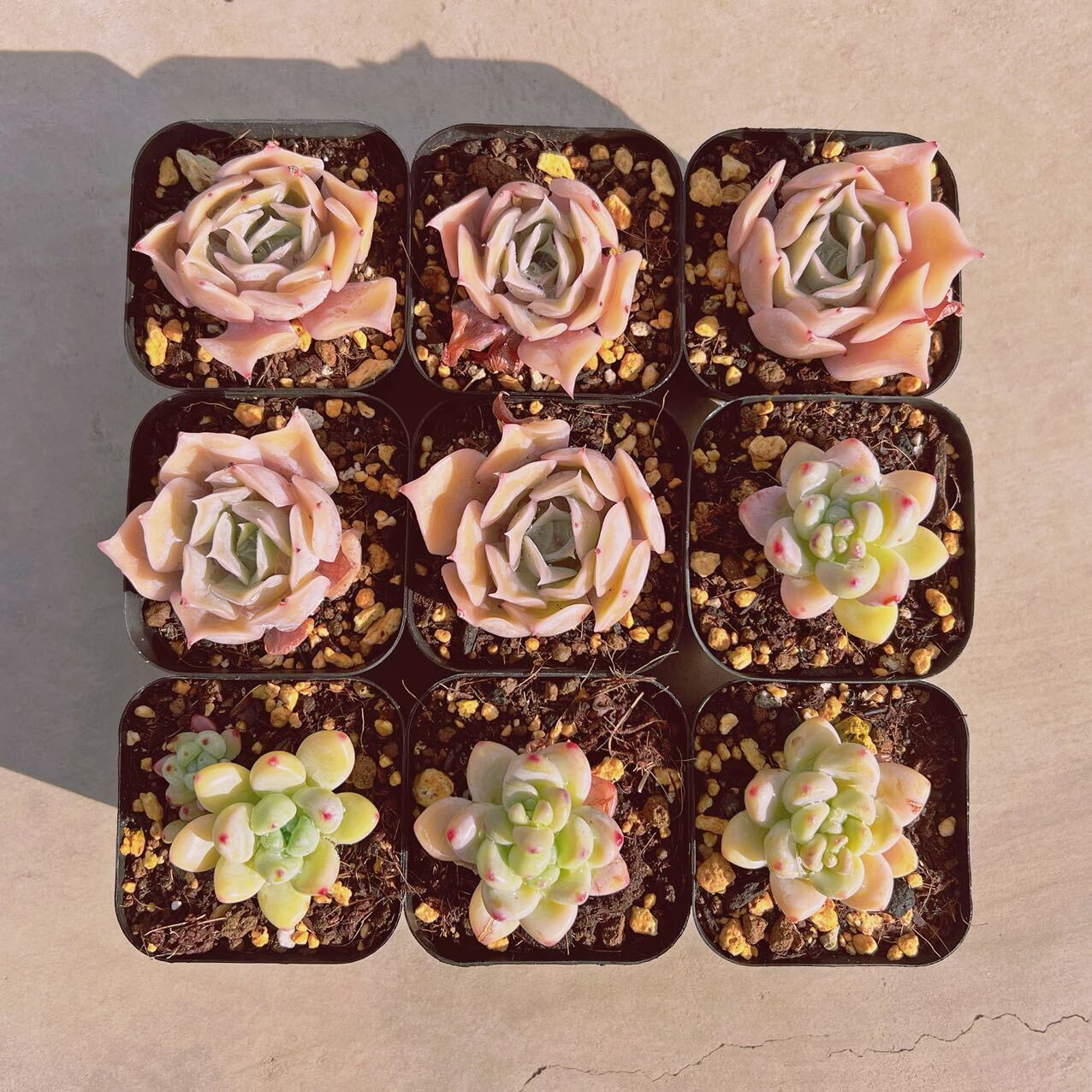 セット020(1月26日base販売会)