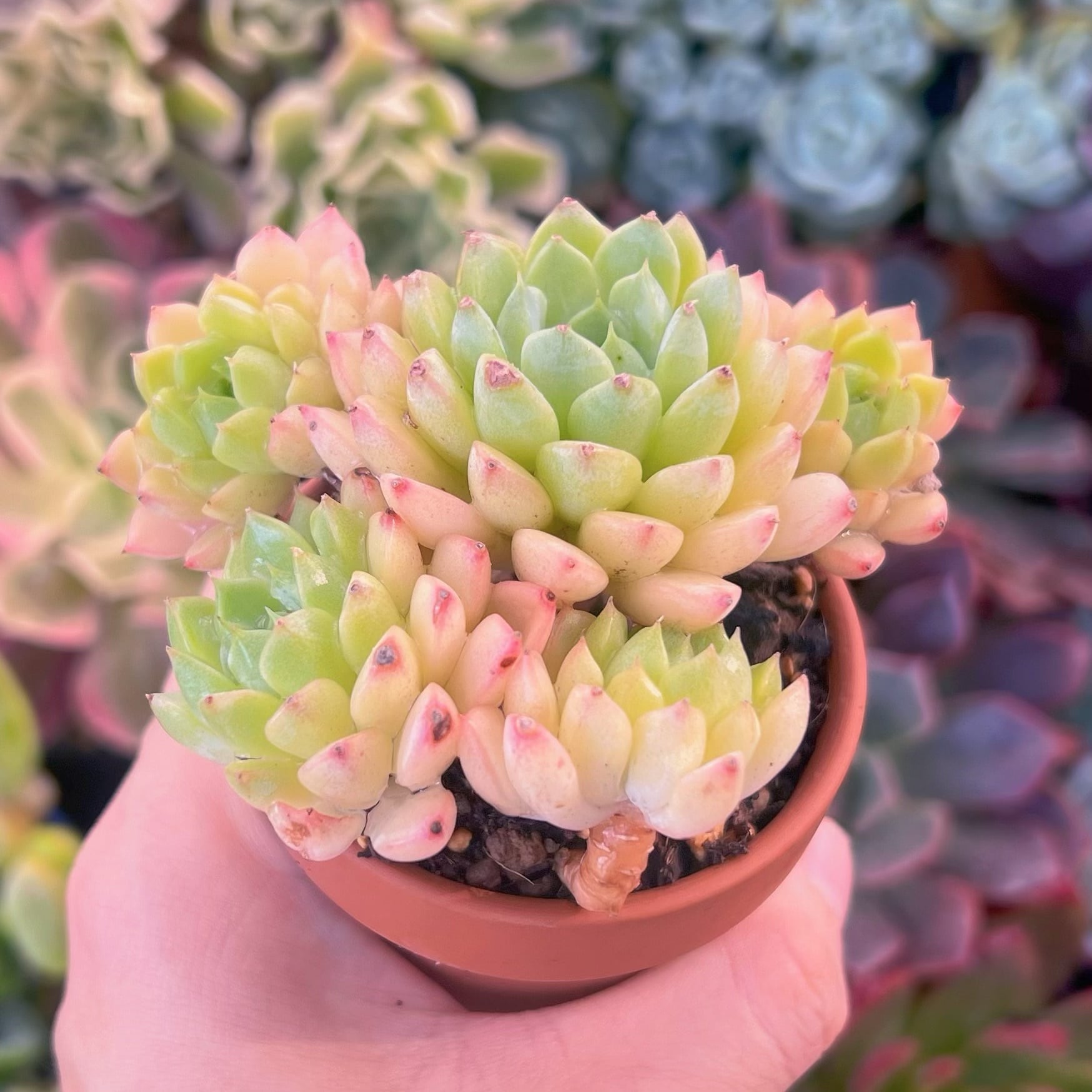 多肉植物 マチカ 新入荷 るる農園 | るる農園~多肉植物専門