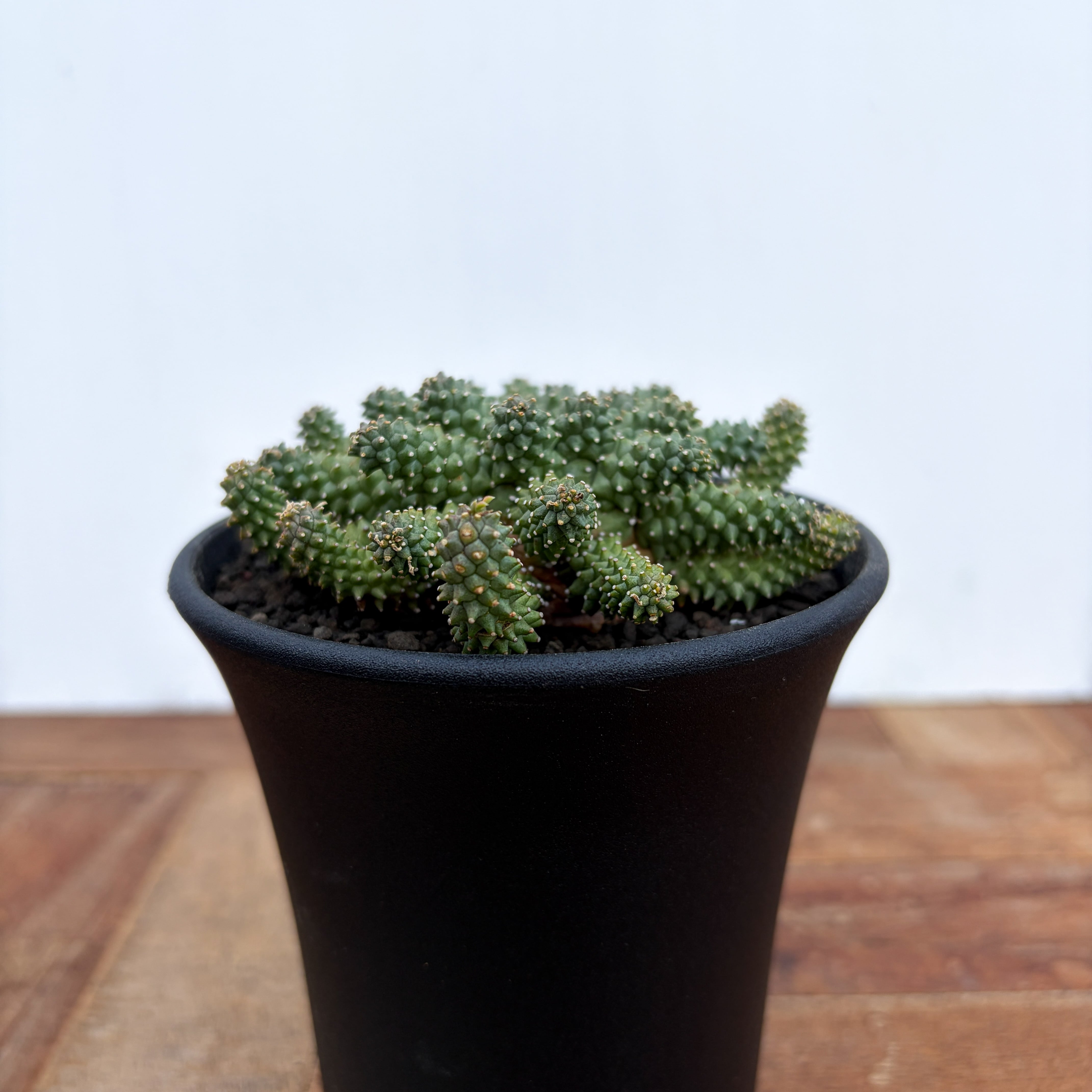 Euphorbia atroviridis【ユーフォルビア・アトロビリディス】 | RIMO'S
