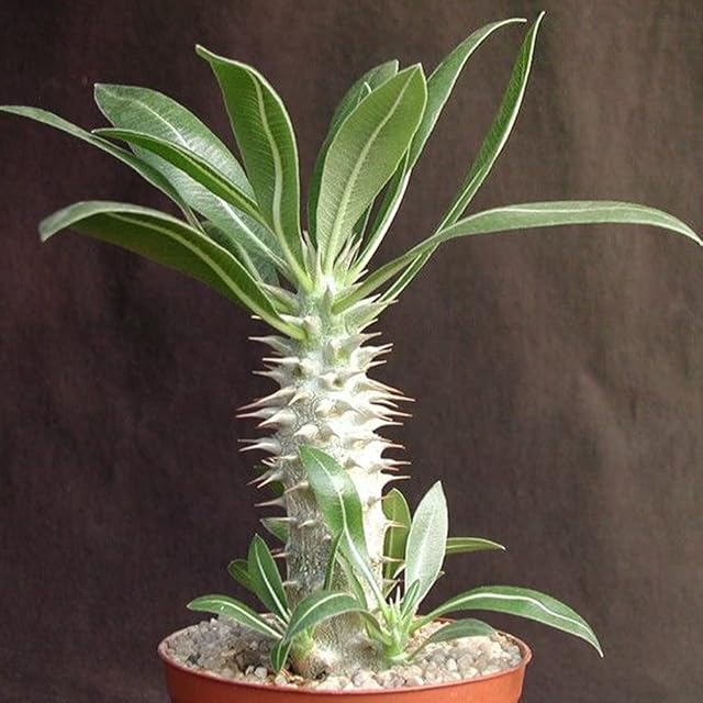 P willinckii cv. White Knight【artPLANTs】ビカクシダ/Platycerium