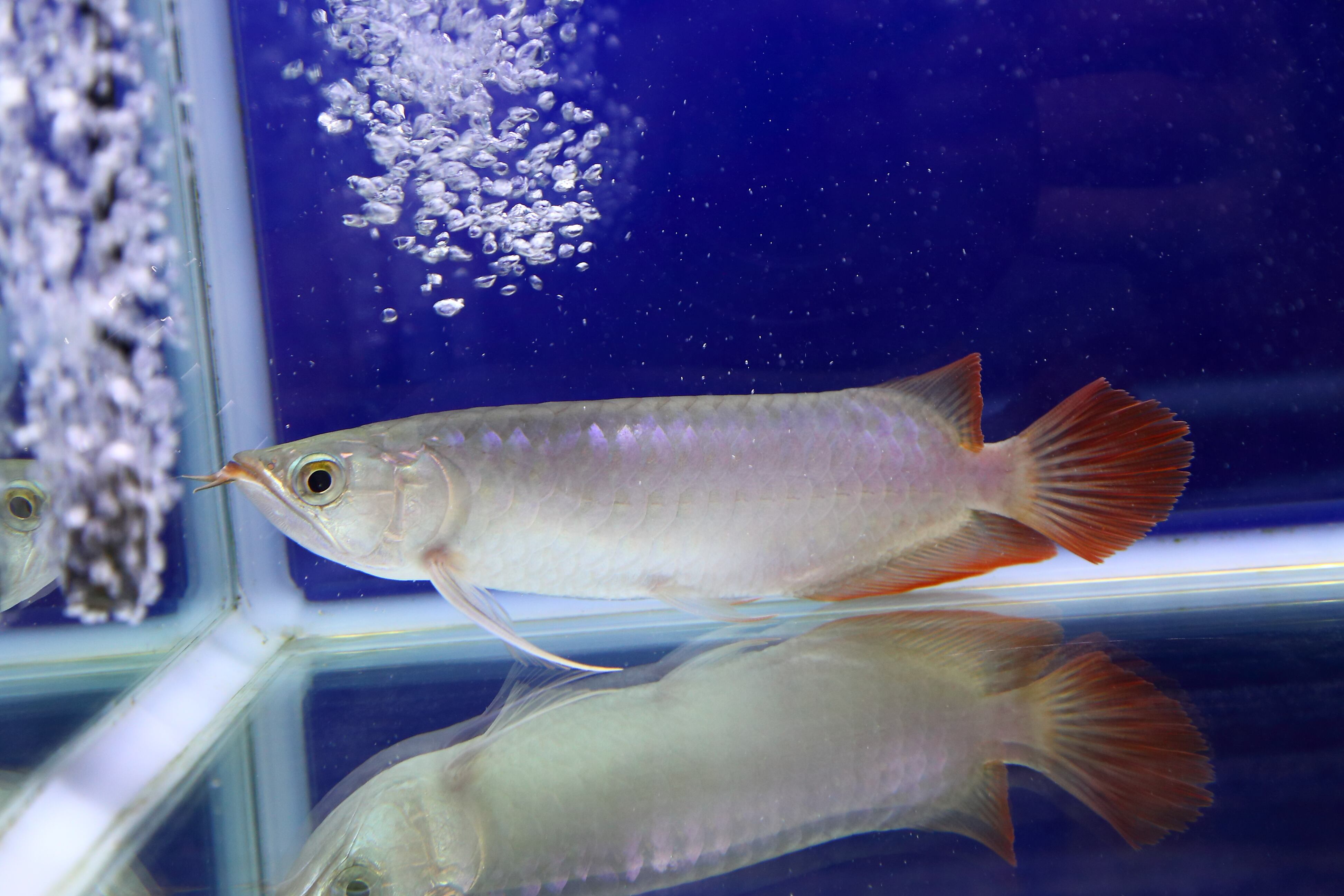 スタージョンシーキャット ベビー ±15㎝ | アロワナ等の大型魚・熱帯魚