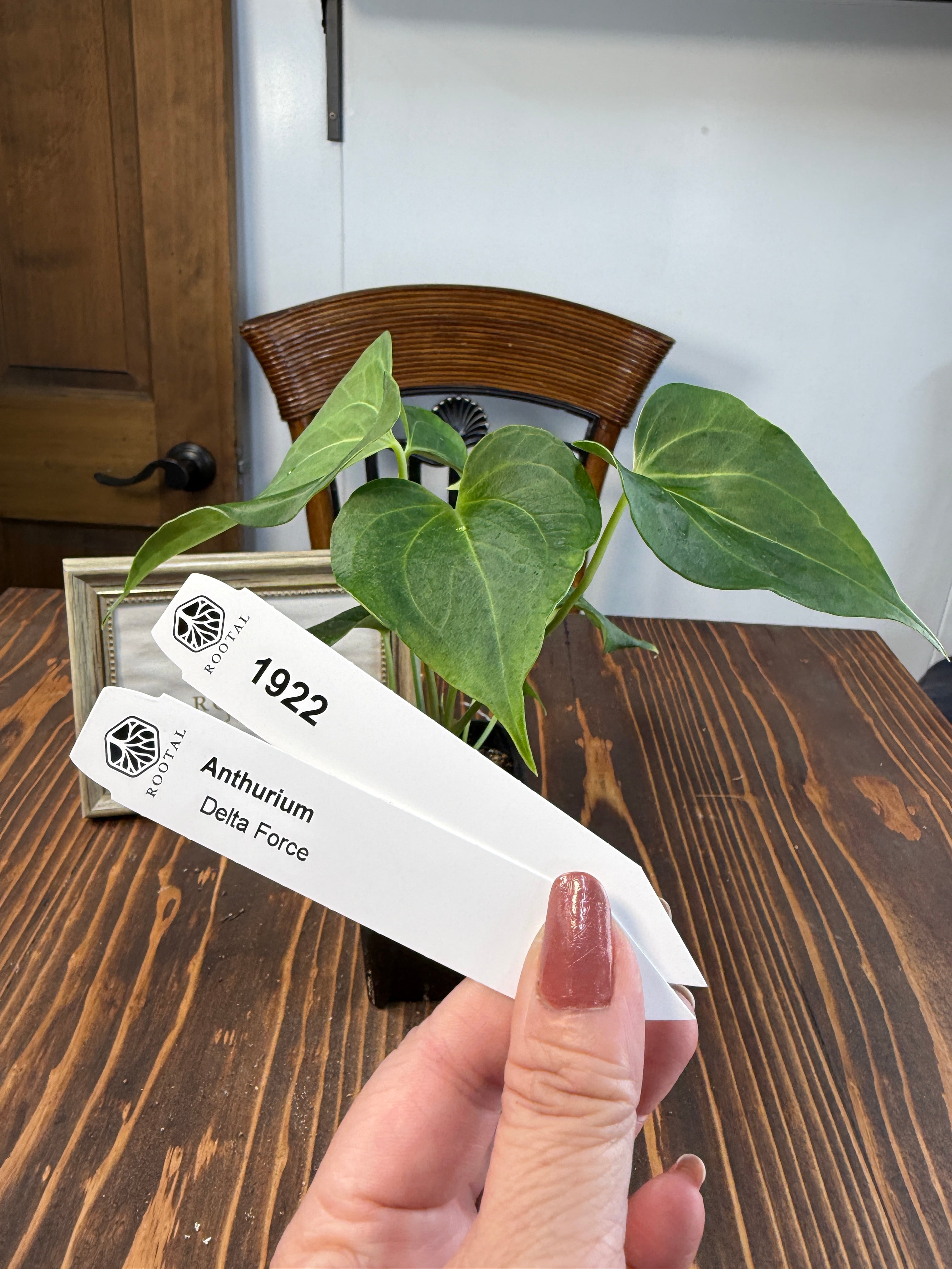 ★1922【上品さを感じるひと株】アンスリウムデルタフォース(75㎜ロングポット)