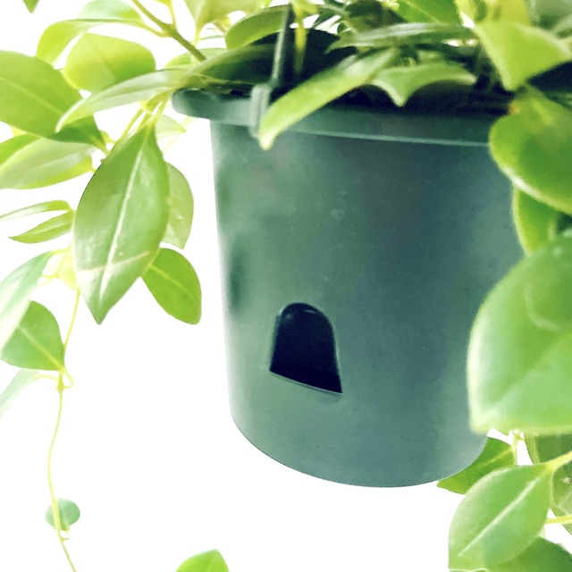 春を先取り エスキナンサス モナリザ ハンギング 観葉植物 calm cafe