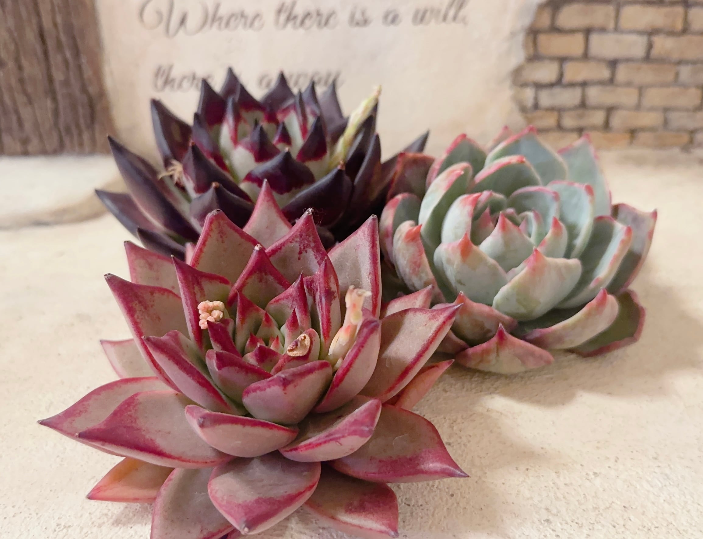 寄せ植え苗10個セット | 倉敷多肉工房