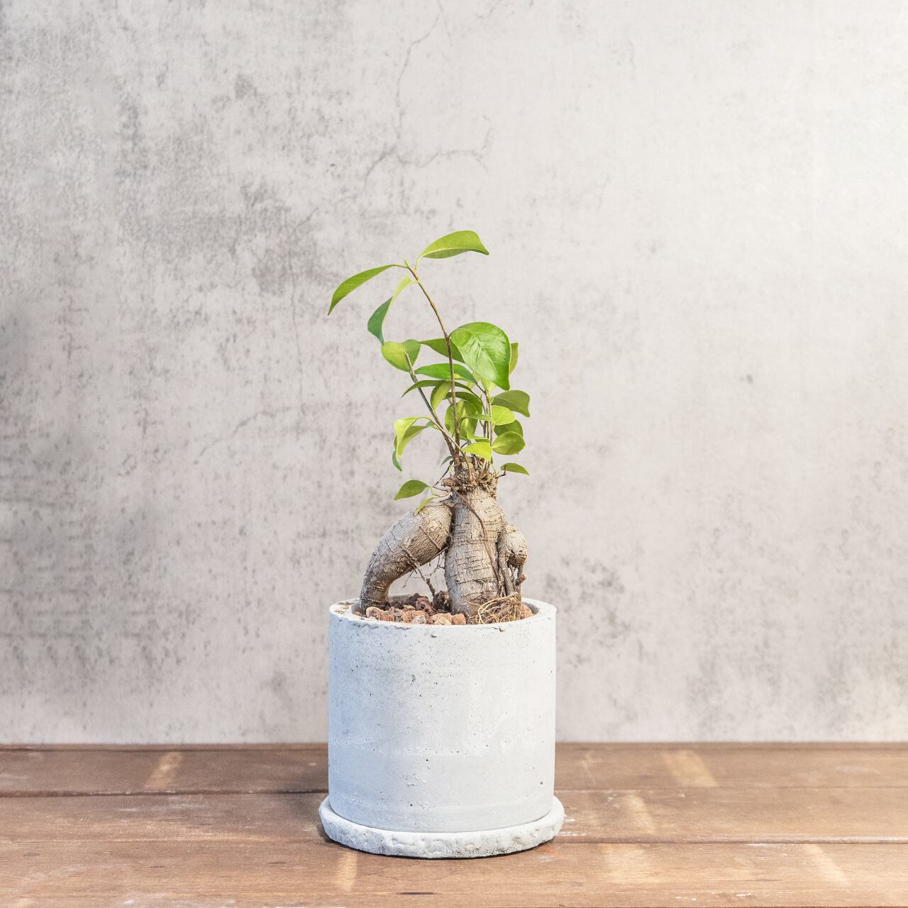 ガジュマル|ねじれた幹と鮮やかな新芽が調和する存在感抜群の観葉植物【手作り鉢】
