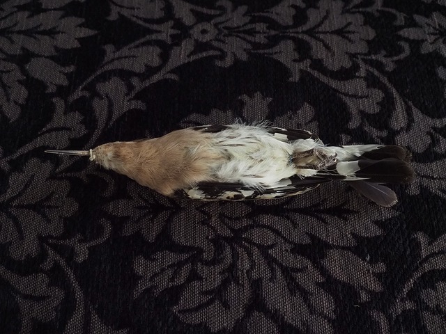 2026年 ハッピー・セット  鳥 Ⅱ