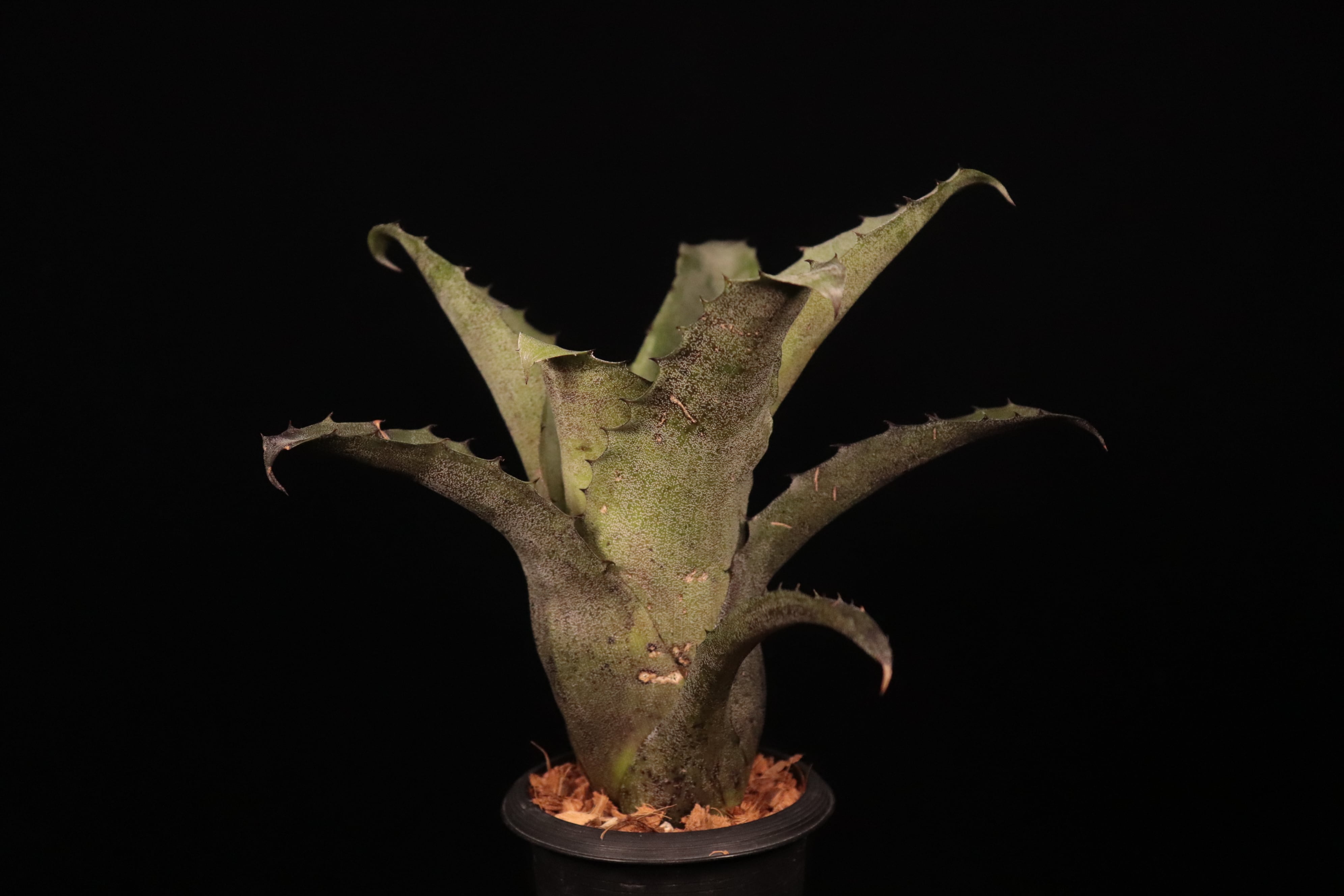 Hohenbergia leopoldo-horstii (Silver clone)〔ホヘンベルギア〕H263