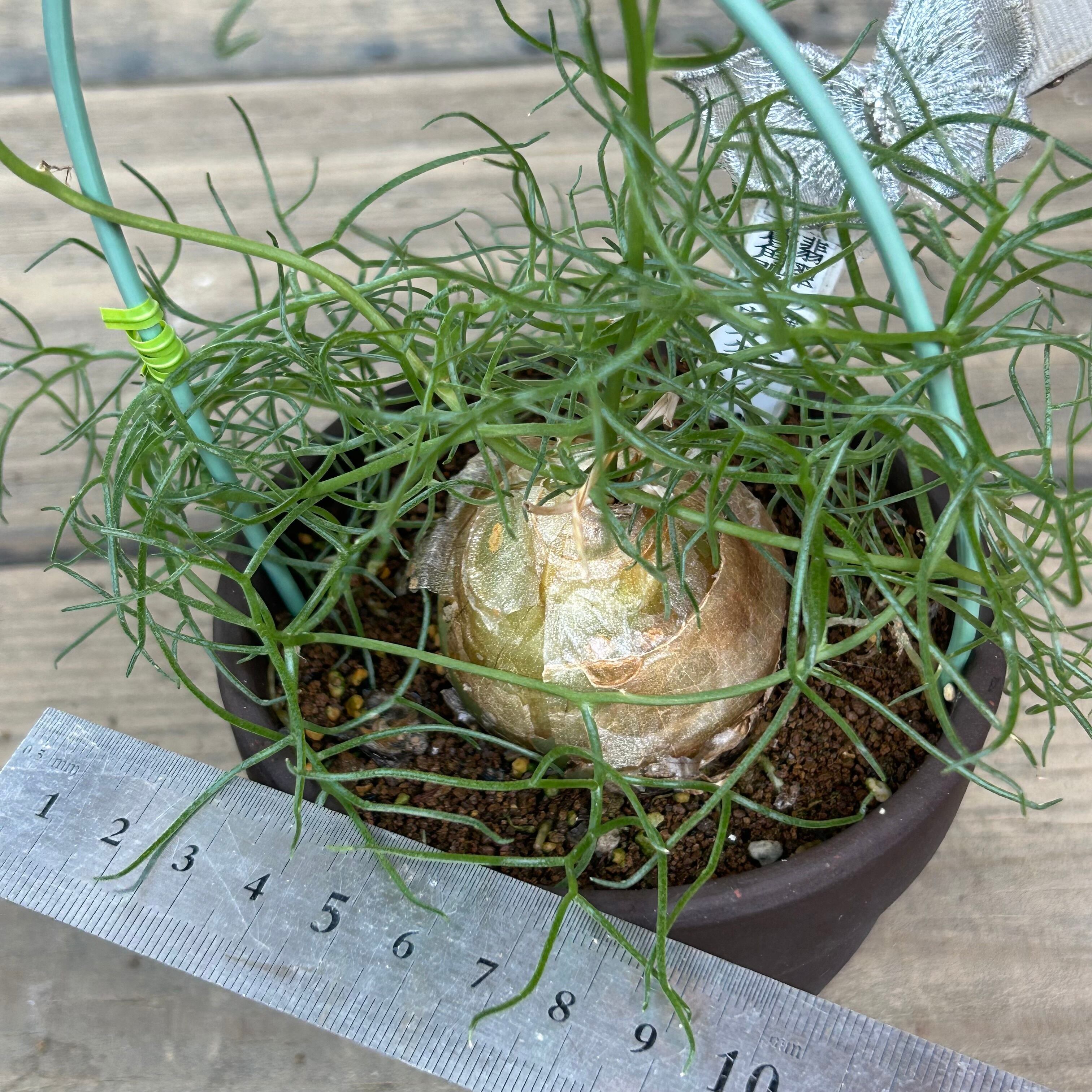T) 翡翠の輝き 蒼角殿(ソウカクデン) | RuPo 多肉植物専門店