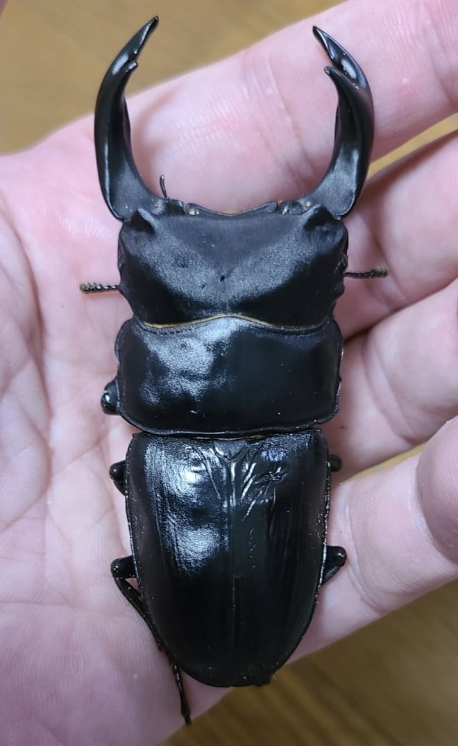色残抜群】トゲアクマツユムシ リオック 直翅類 カマキリ マンティス