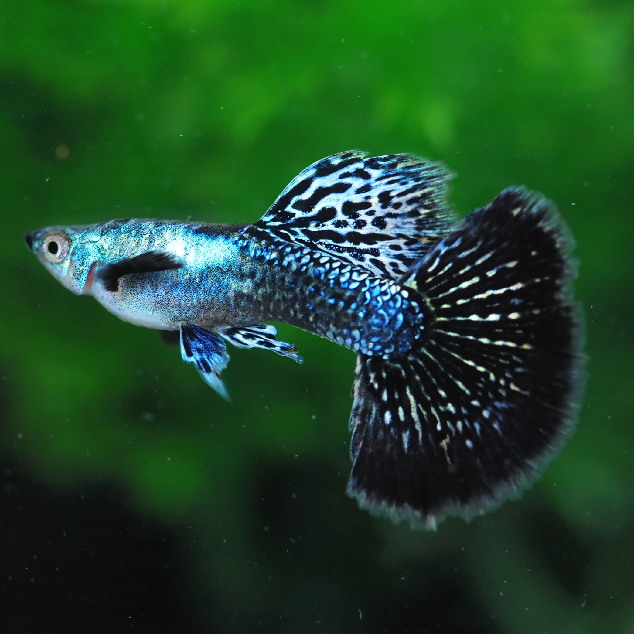 プラチナダークドラゴン 1ペア | 伊豆グッピーファーム