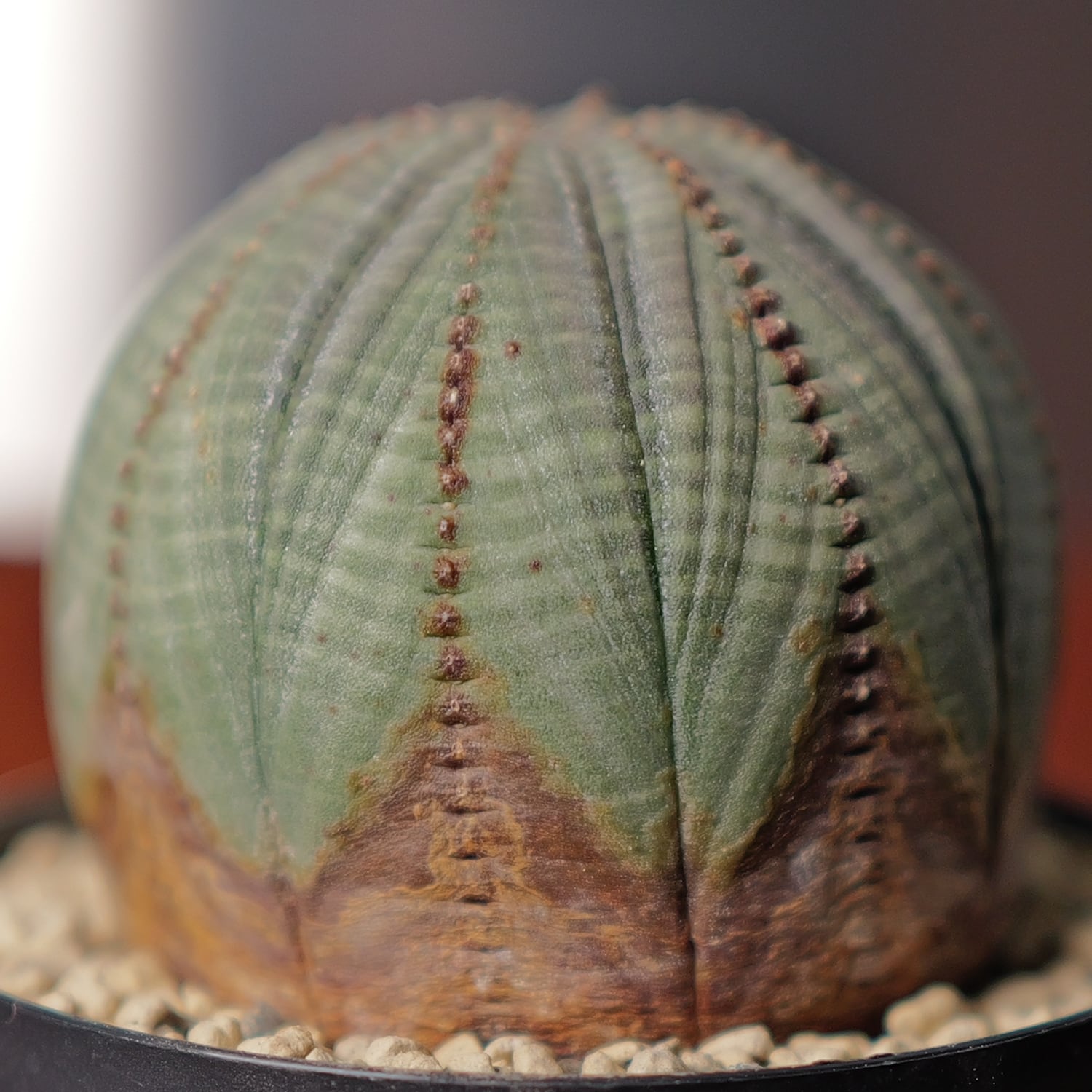 美模様 まん丸 木質化 オベサ / ユーフォルビア