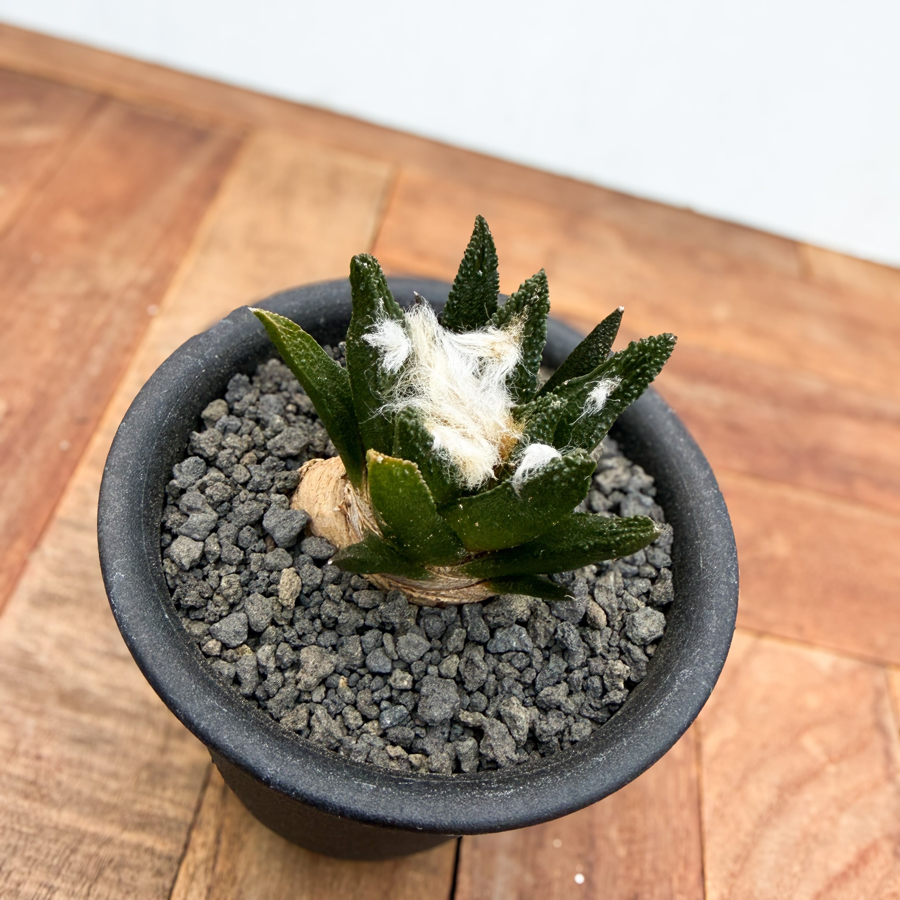 Ariocarpus bravoanus【アリオカルプス・ブラボアナス・実生