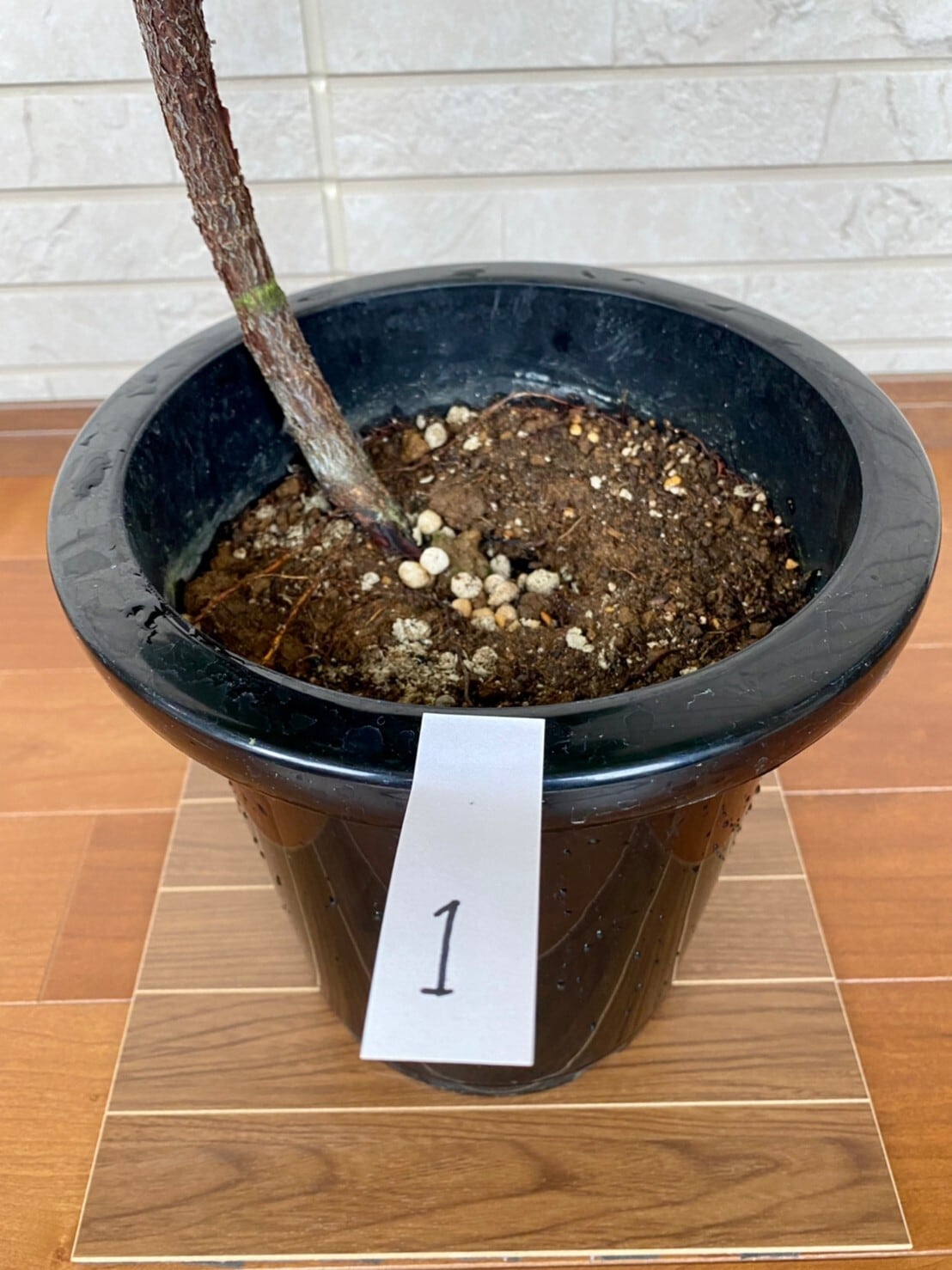 観葉植物 フィカス・バンビーノ 曲り 8号 ① | ハウスプランツショップ