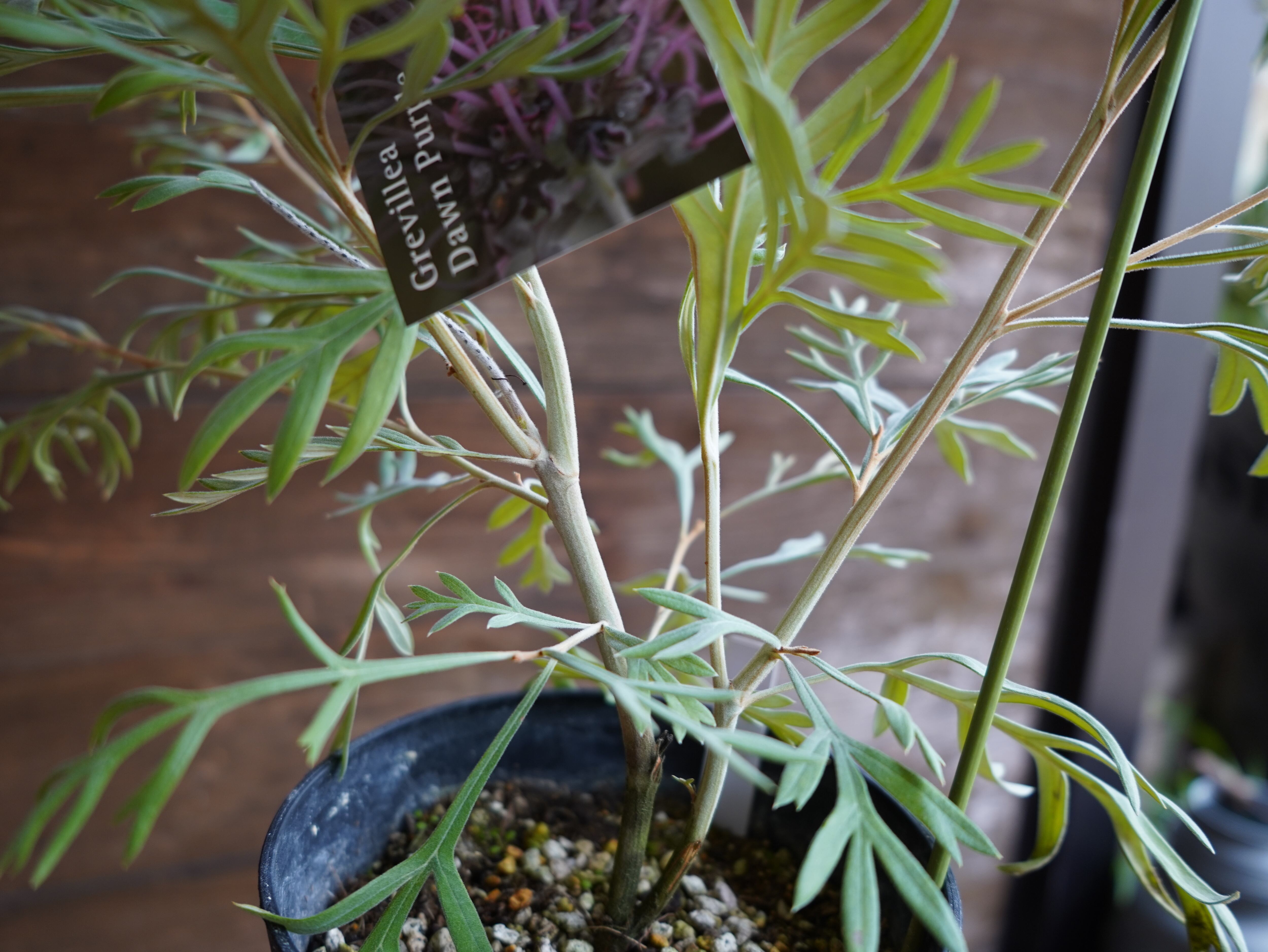 【現物】グレビレア　”ドーンパープル”　C