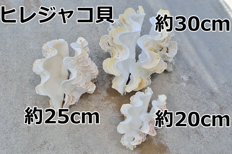 貝殻 | 美ら海熱帯魚