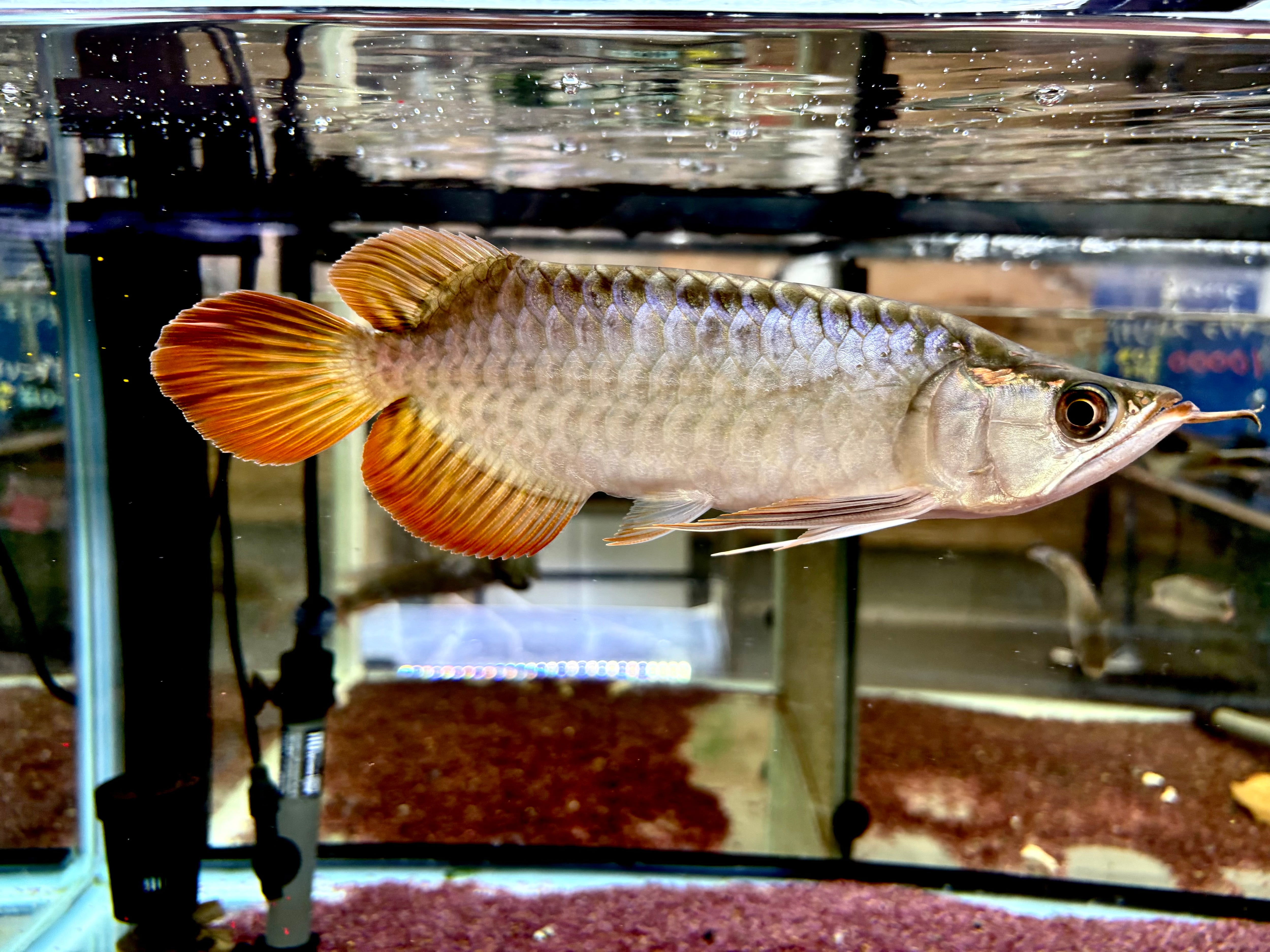 アジアアロワナ センタラムレッド KINGショート22cm | AQUASTYLEG