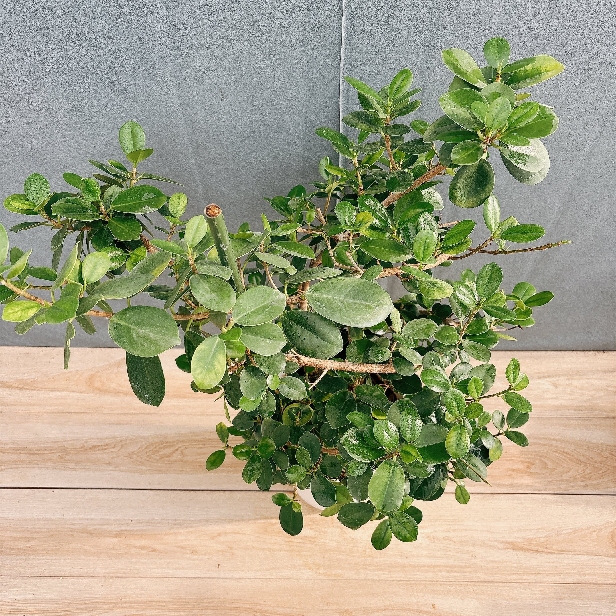 現品］【希少】A32 パンダガジュマル 盆栽仕立て 8号 観葉植物 室内