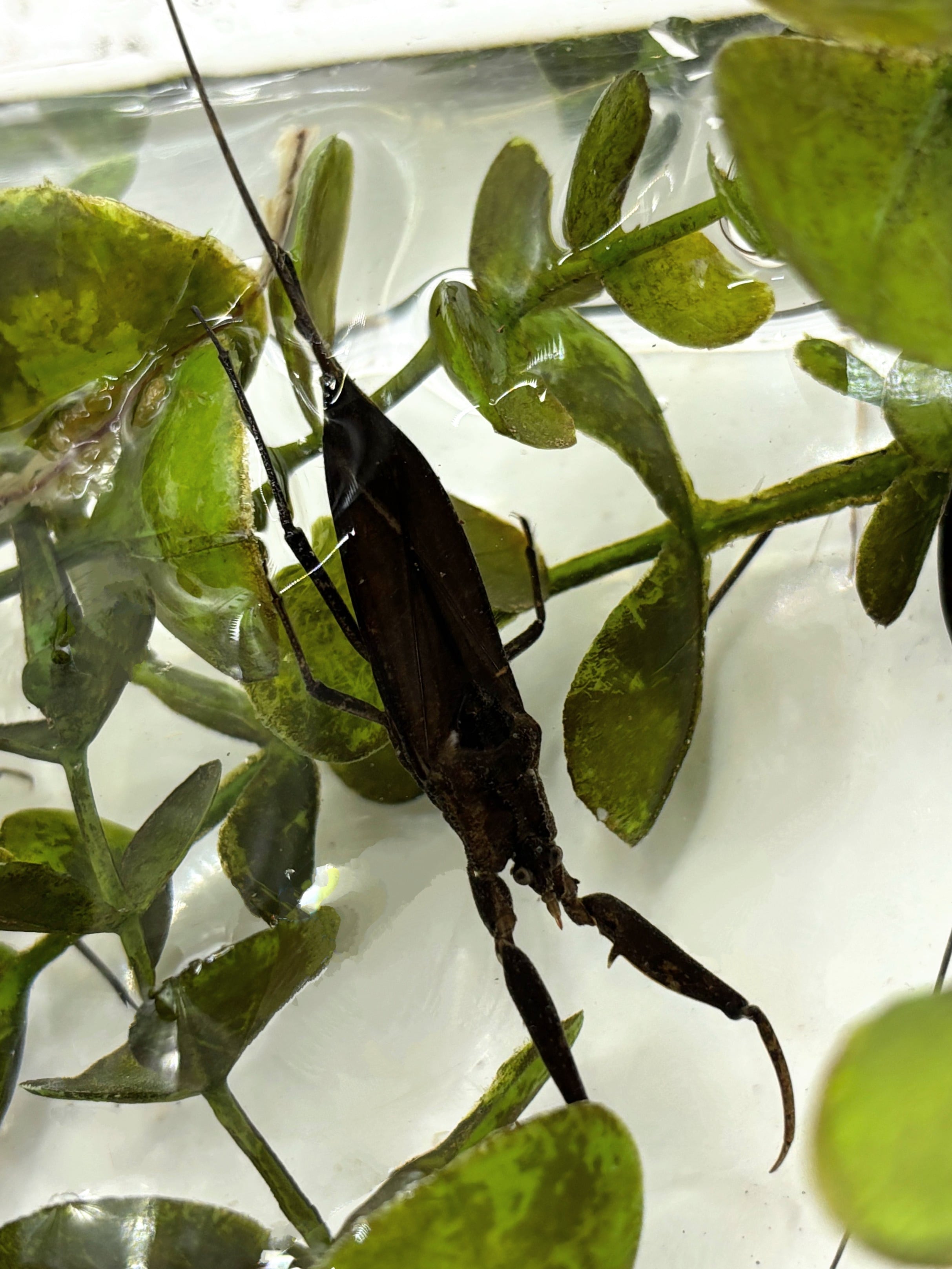 インドシナオオタイコウチ (タイコウチ) 新成虫3匹（1♂2 