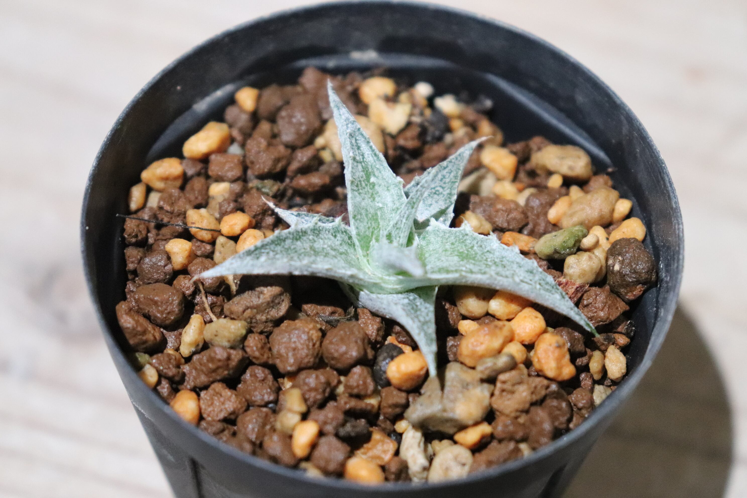 送料無料】Hechtia lanata seedling〔ディッキア〕現品発送HE012