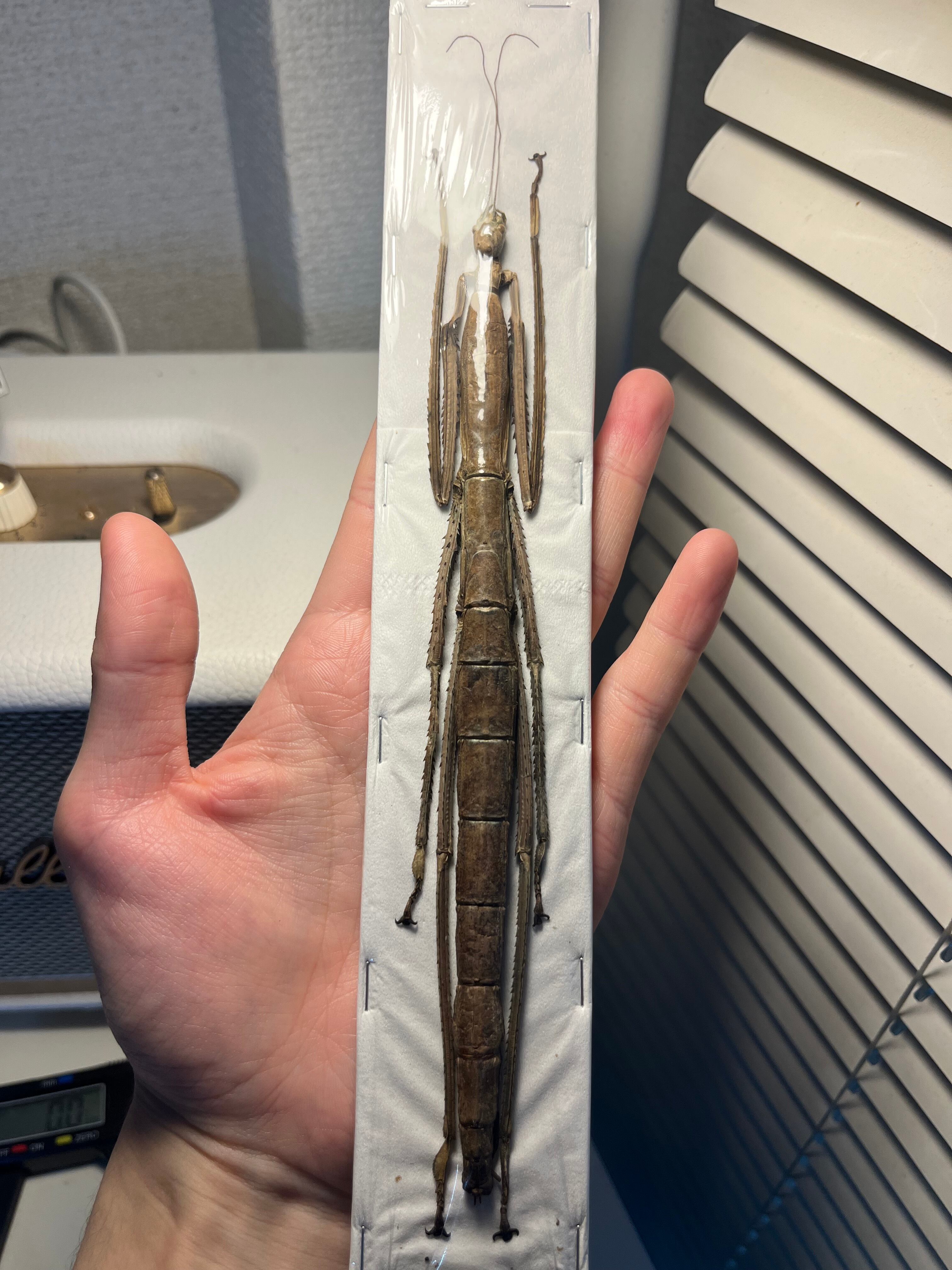 ナナフシ | オモニキチュウ