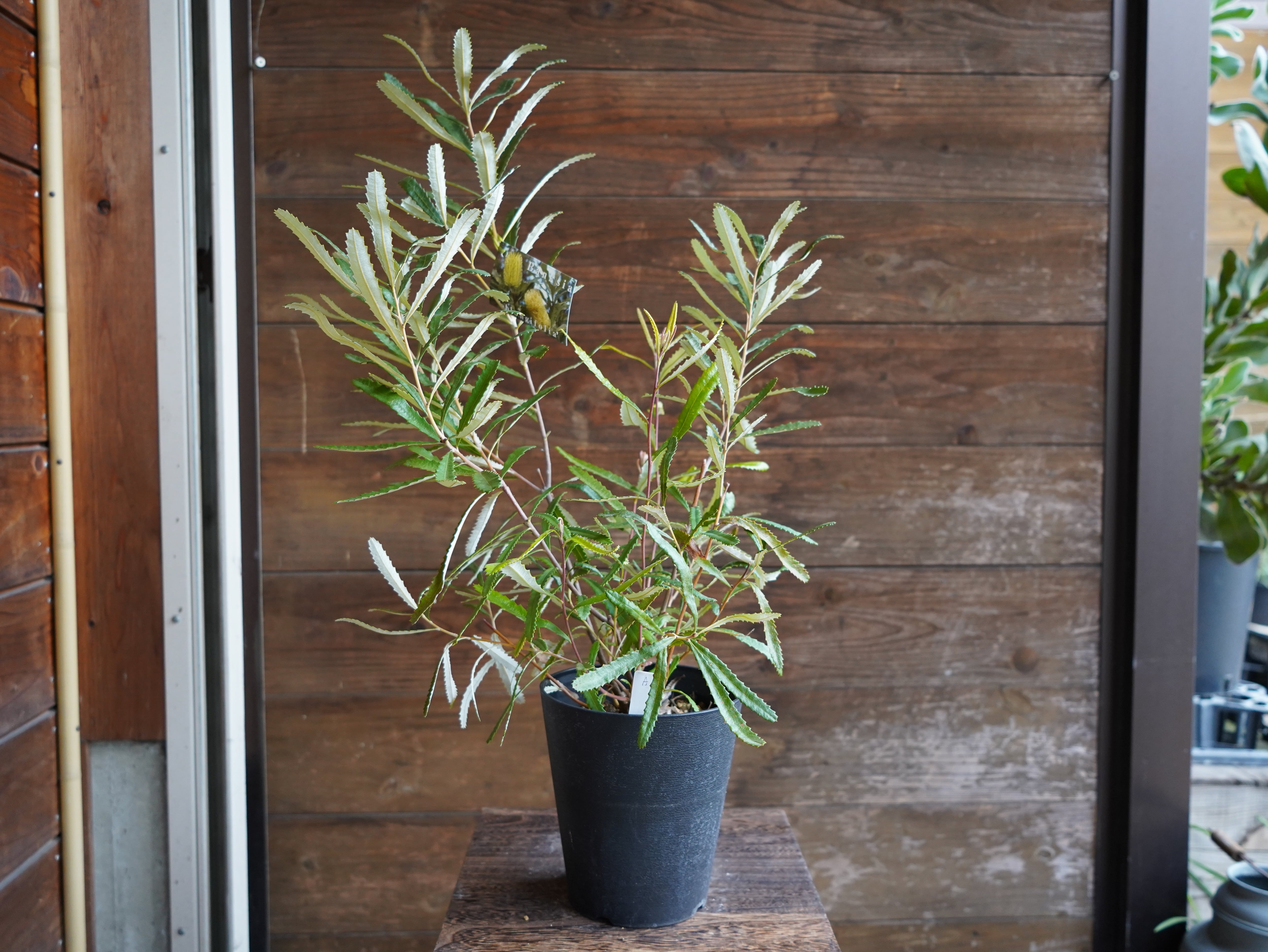 【現物】バンクシア　”オブロンギフォリア”　A