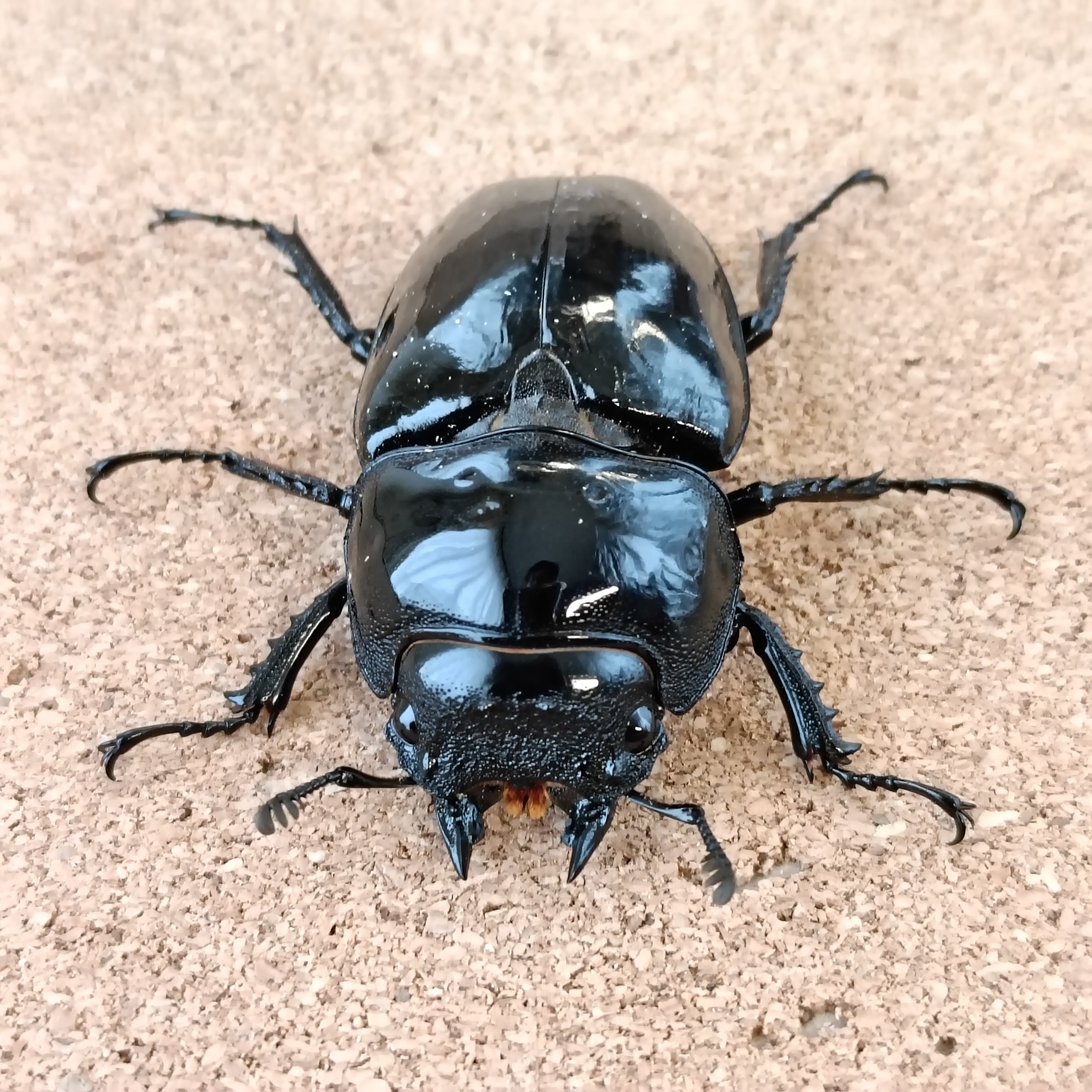 タランドゥスオオツヤクワガタ ♂ 74.3mm ♀ 52.8mm ペア | カブクワ