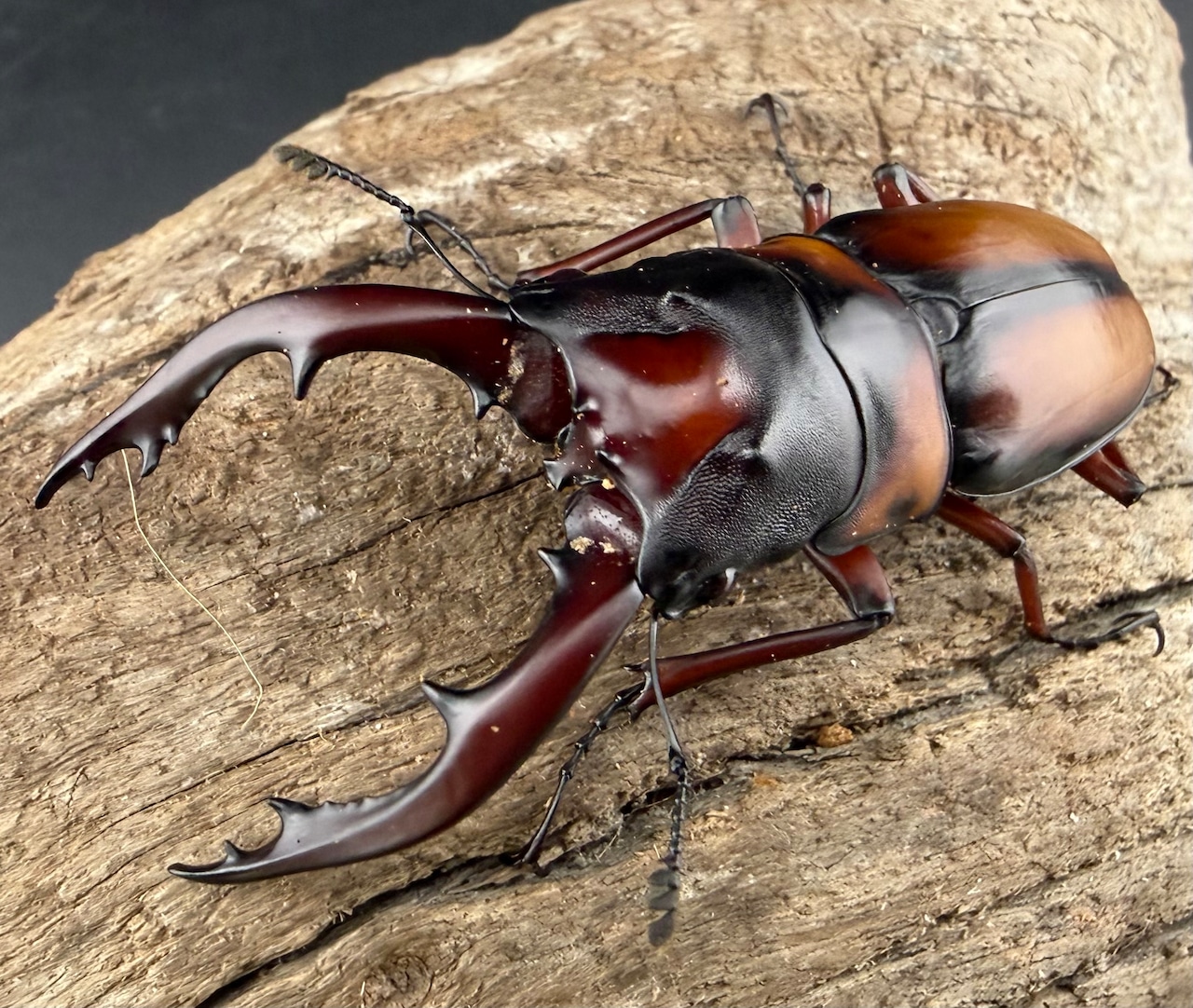 《ミラビリスノコギリクワガタ 63.5mm ペア》