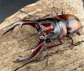 《ミラビリスノコギリクワガタ 63.5mm ペア》