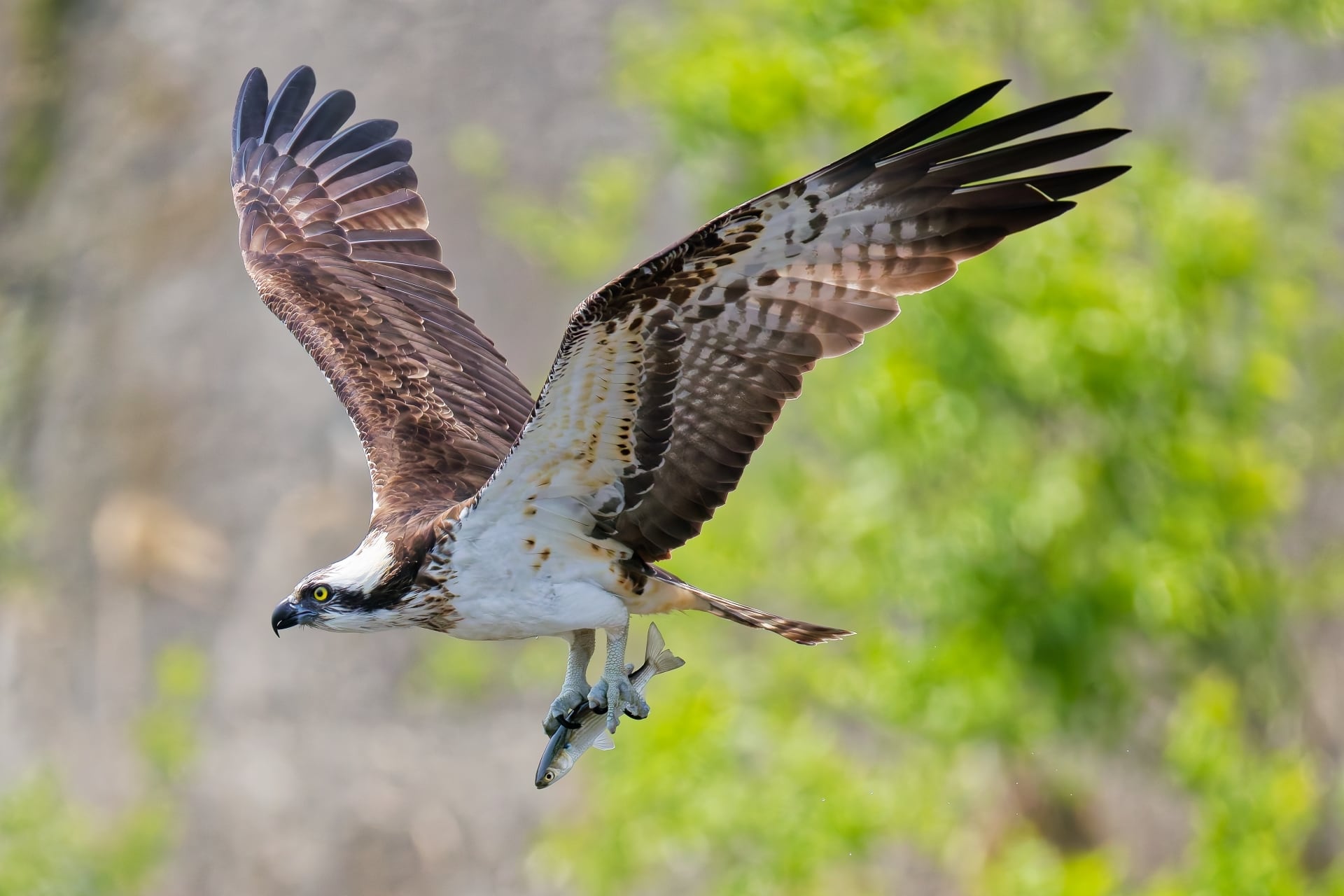 空中標本 - ミサゴの羽 | ATELIER de MIOMORI｜アトリエ・ド・ミオモリ