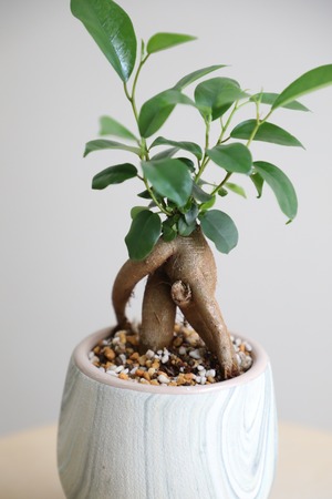 【S】ガジュマル/Ficus microcarpa