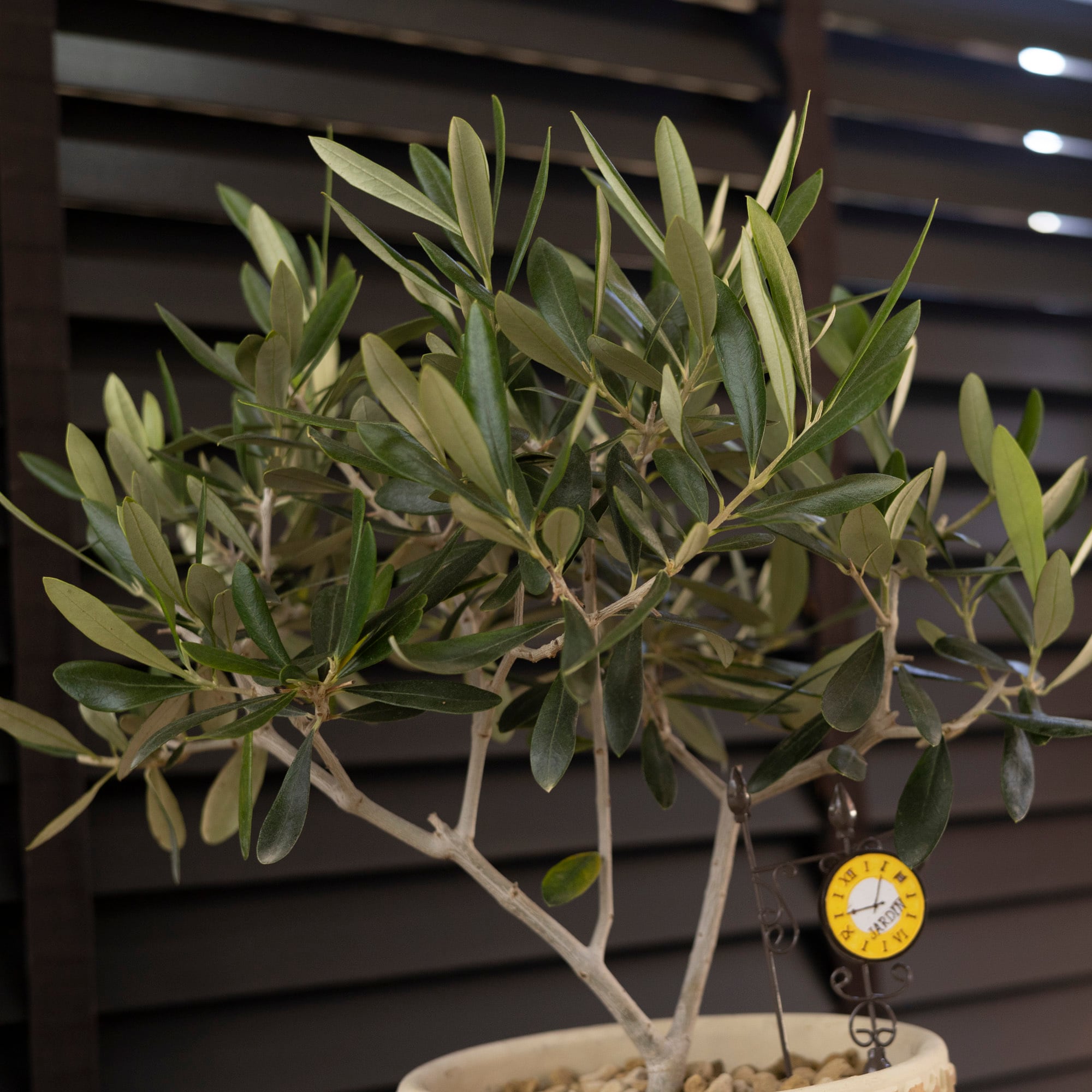 Olive オリーブの木 アスコランド アスラーノ 陶器鉢 5.5号 オリーブ