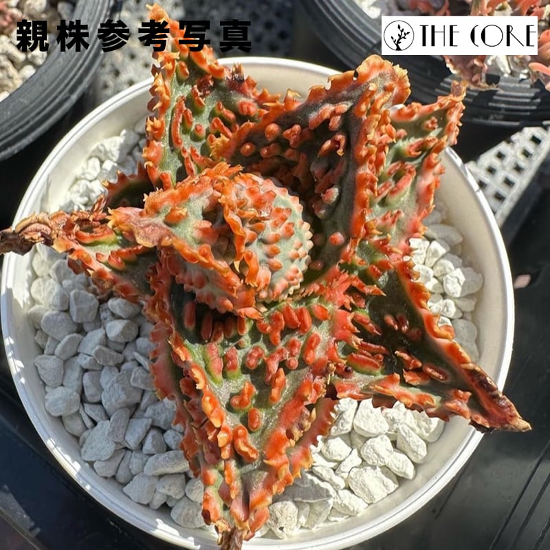 198fe5a64f1078df5f800d1ad36e12