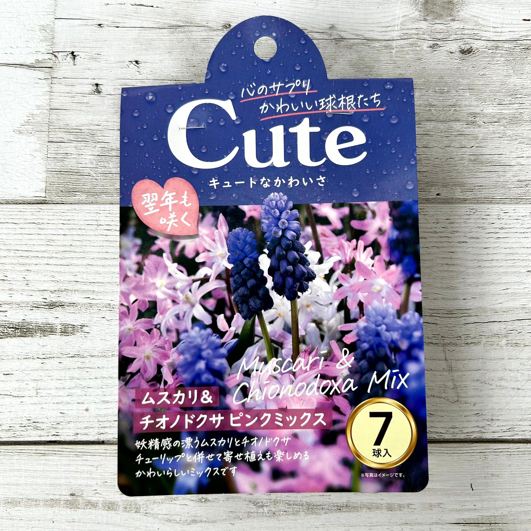 球根 ムスカリ Cuteシリーズ 【メイベル】are [サイズ: 6球入り