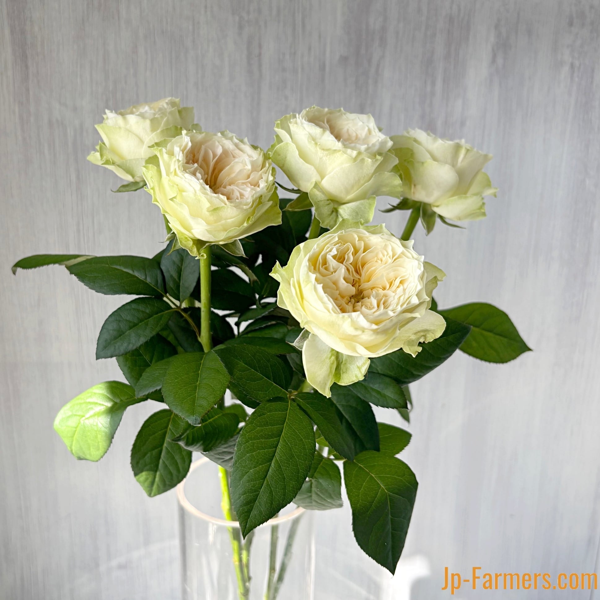 神田ばら園 ☆バラ品種名：ラブリーハーパー 10本 | 新鮮お花問屋 Jp