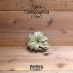 【送料無料】キセログラフィカ S〔エアプランツ〕現品発送T3101