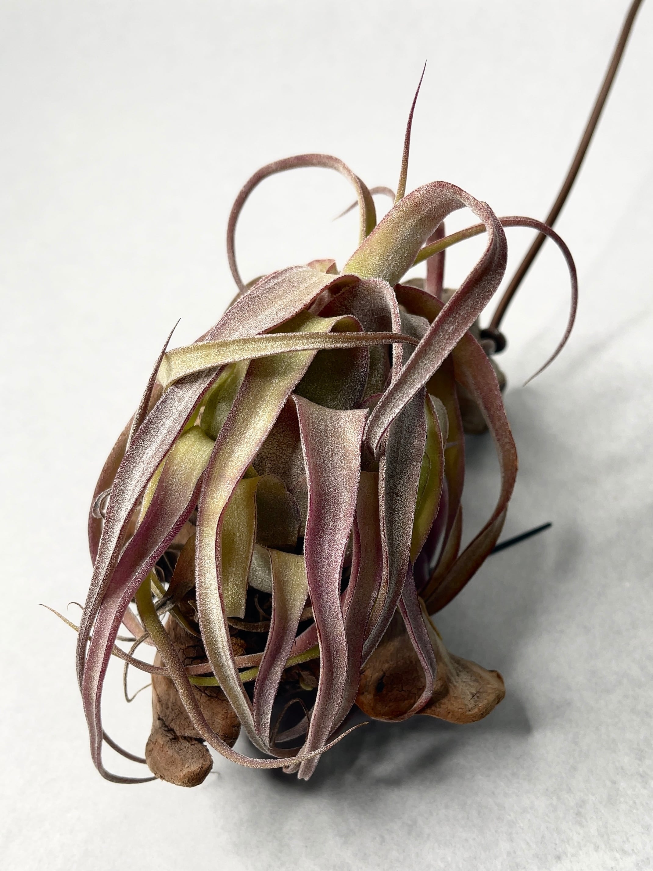 チランジア チアペンシス×コンカラー×ストレプトフィラ レッド♡ チランジア チアペンシス×コンカラー×ストレプトフィラ レッド