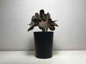 ユーフォルビア フランコイシー
