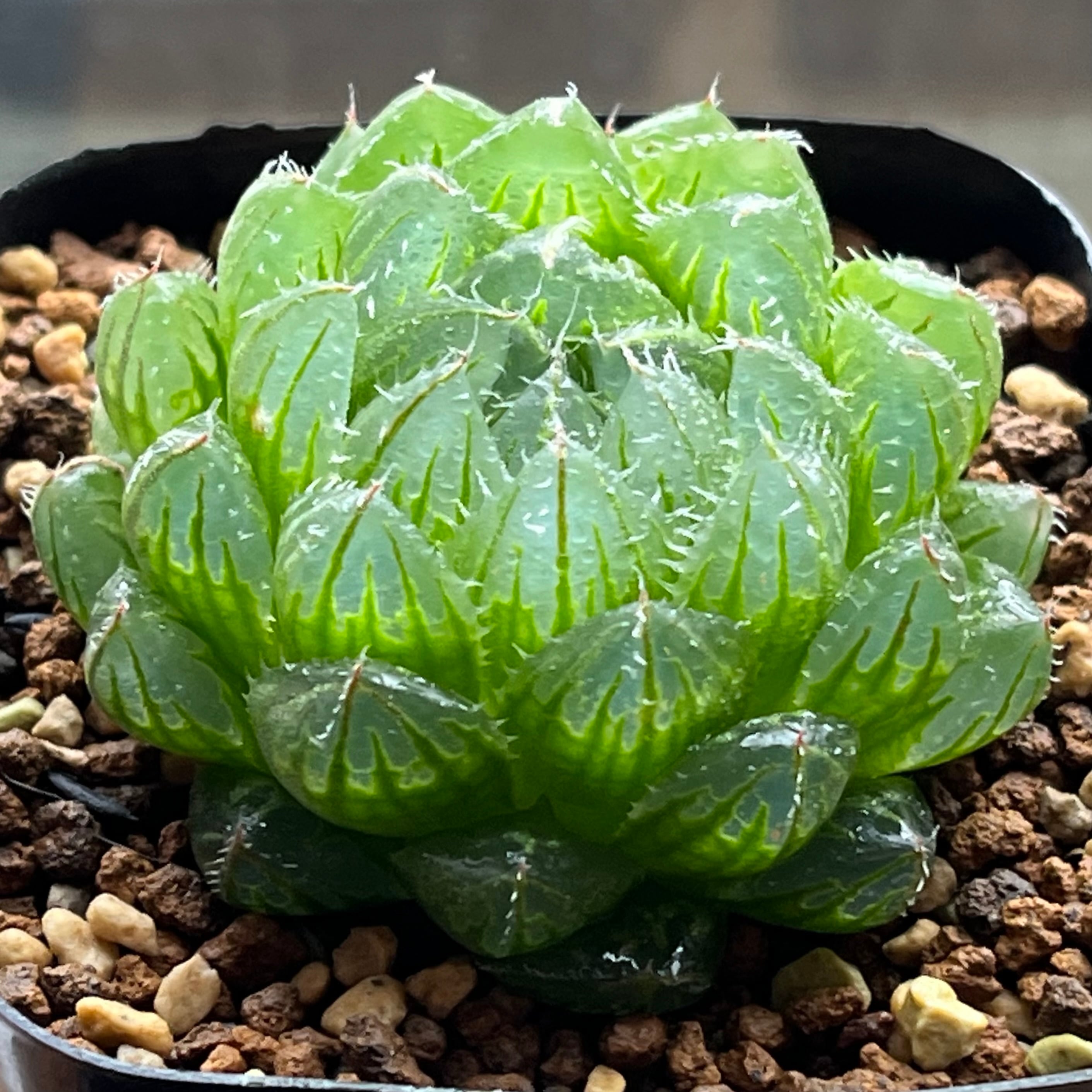 オブツーサ系 | mocono_plants