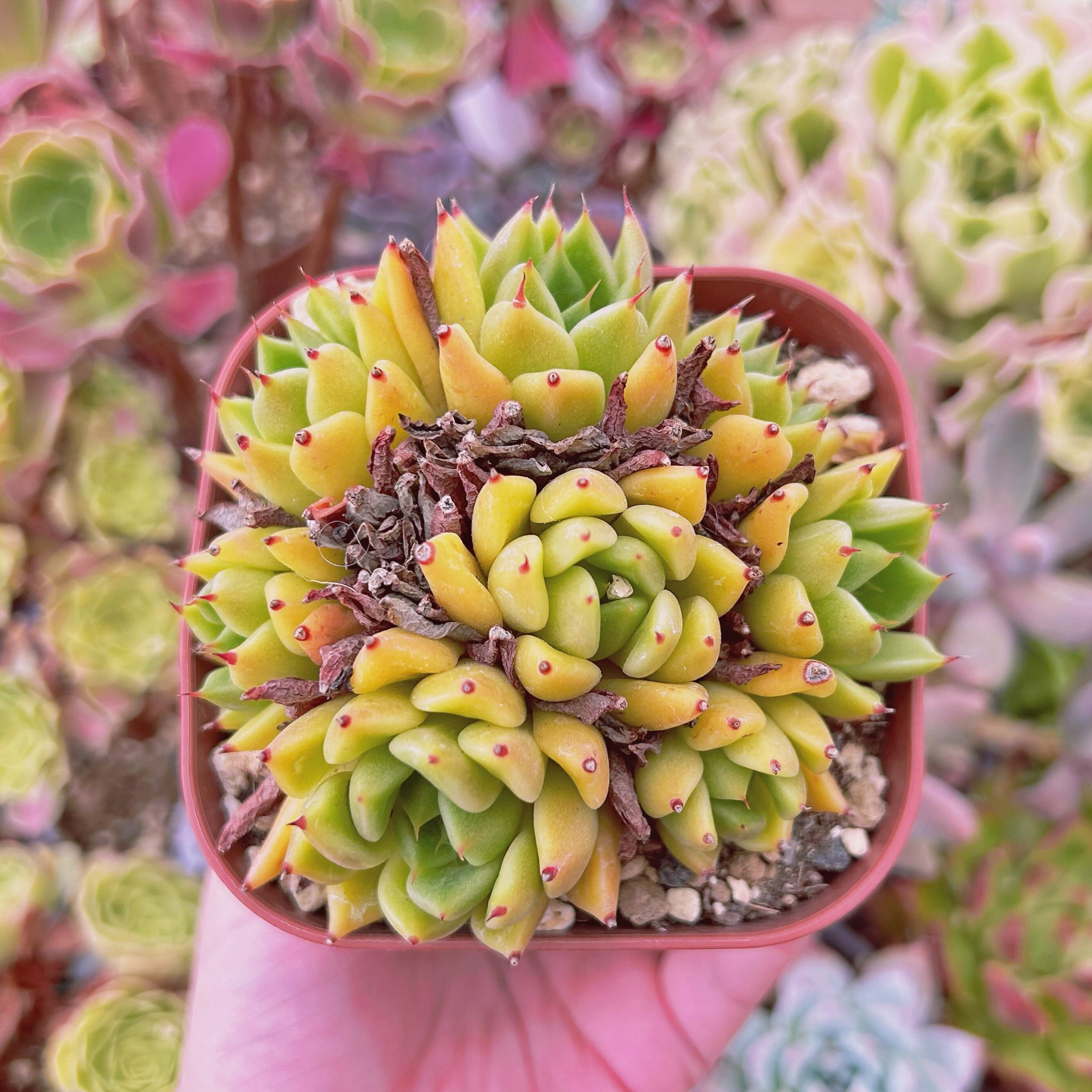 現物　多肉植物　Echeveria  ハロウィン　特大　抜き苗