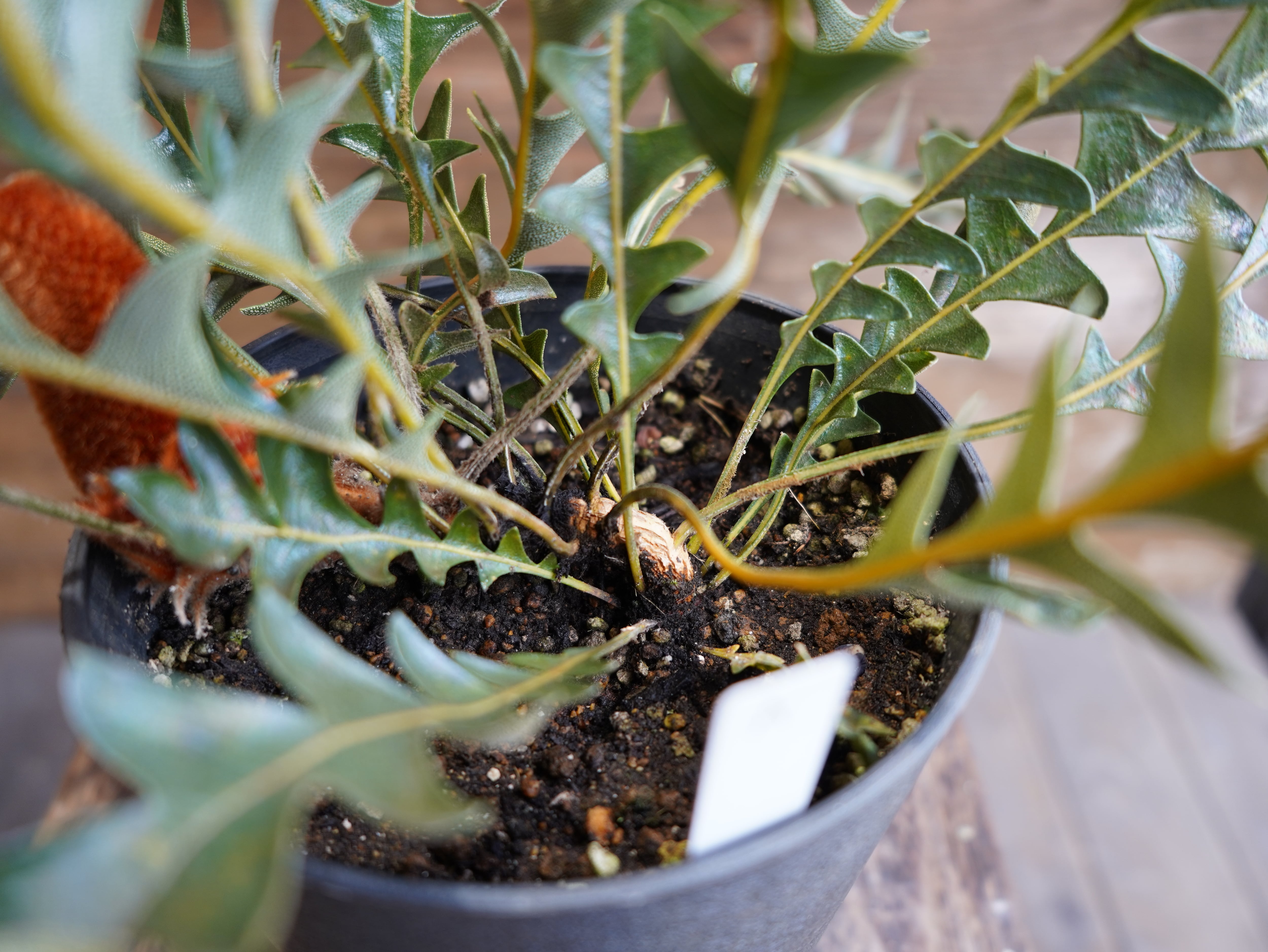 【現物】バンクシア "ブレイクニフォリア" A