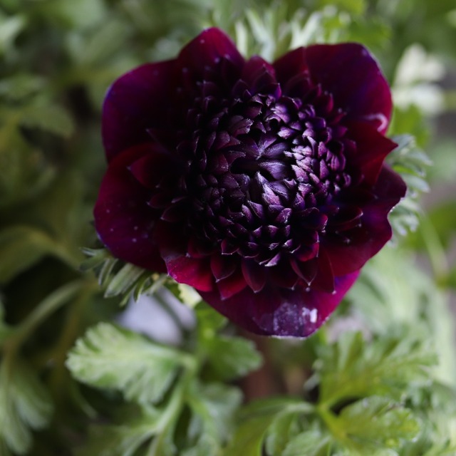 アネモネ　ファネモス　ダブルルージュ　春のお花　球根　可愛い　女性人気