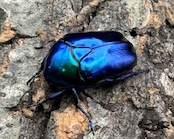 《スペキオーサ・シアノクロラ ペア》①