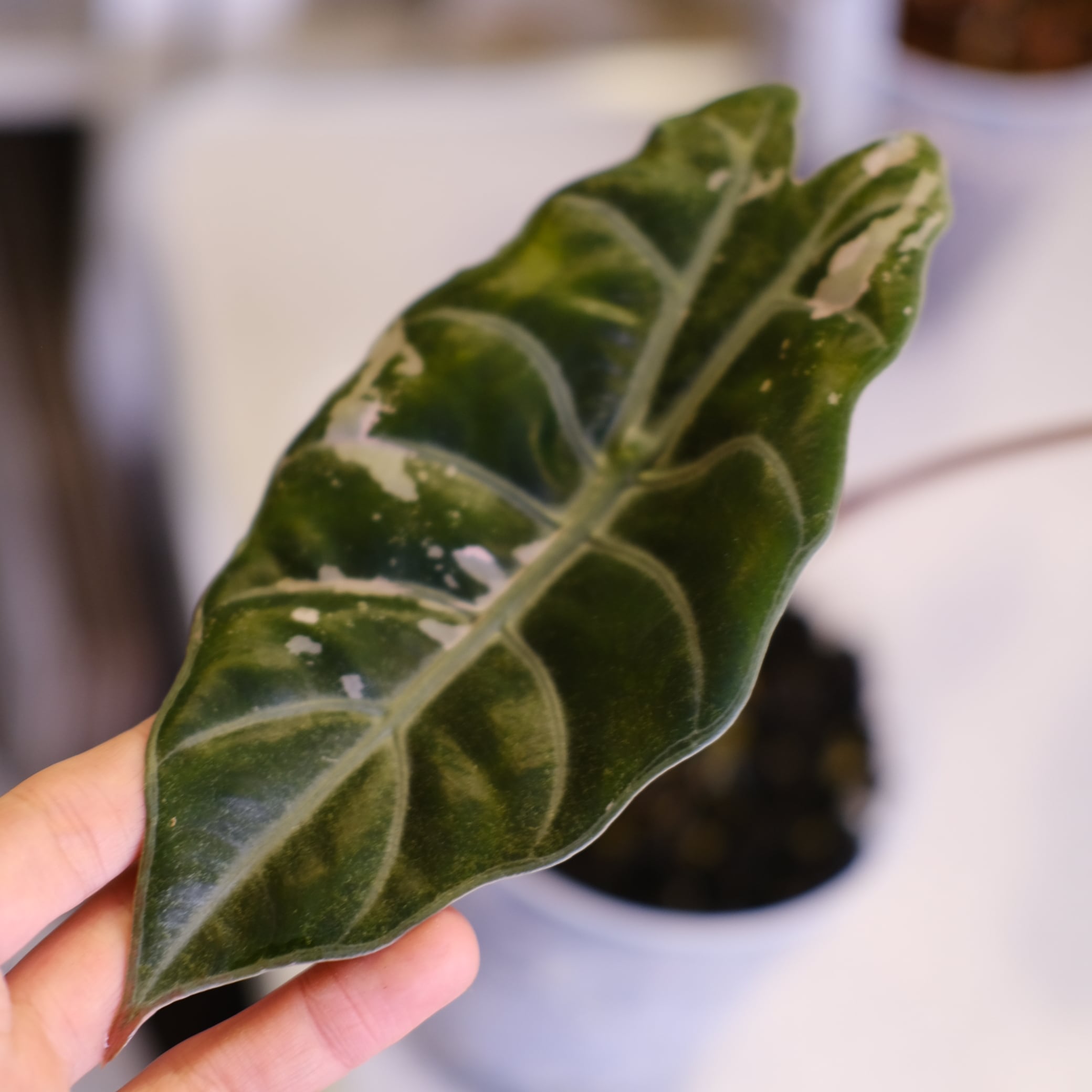 Alocasia chantrieri pink│アロカシア シャントリエリ ピンク⑦│観葉